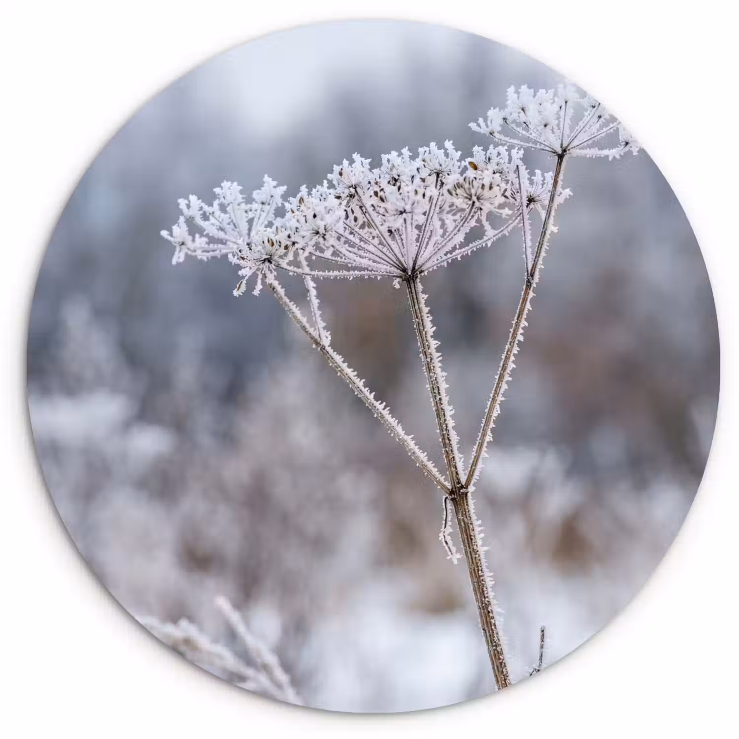 Schermbloem - Rijp - Kristallen - Winter - Delicaat Wandcirkel kunststof plaat 5mm dik klein -3d