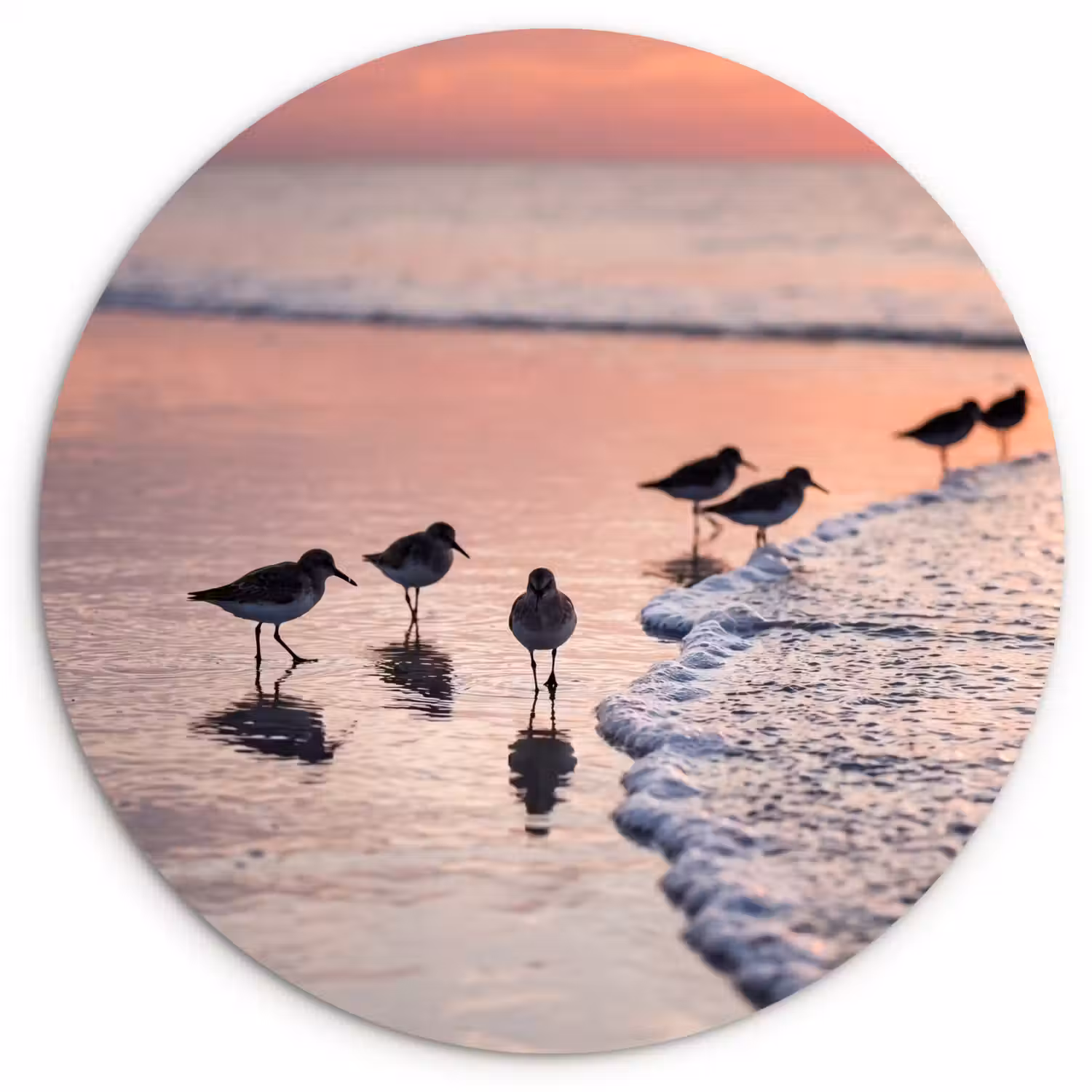 Meeuwen - Strand - Zee - Roze Wandcirkel kunststof plaat 5mm dik klein -3d