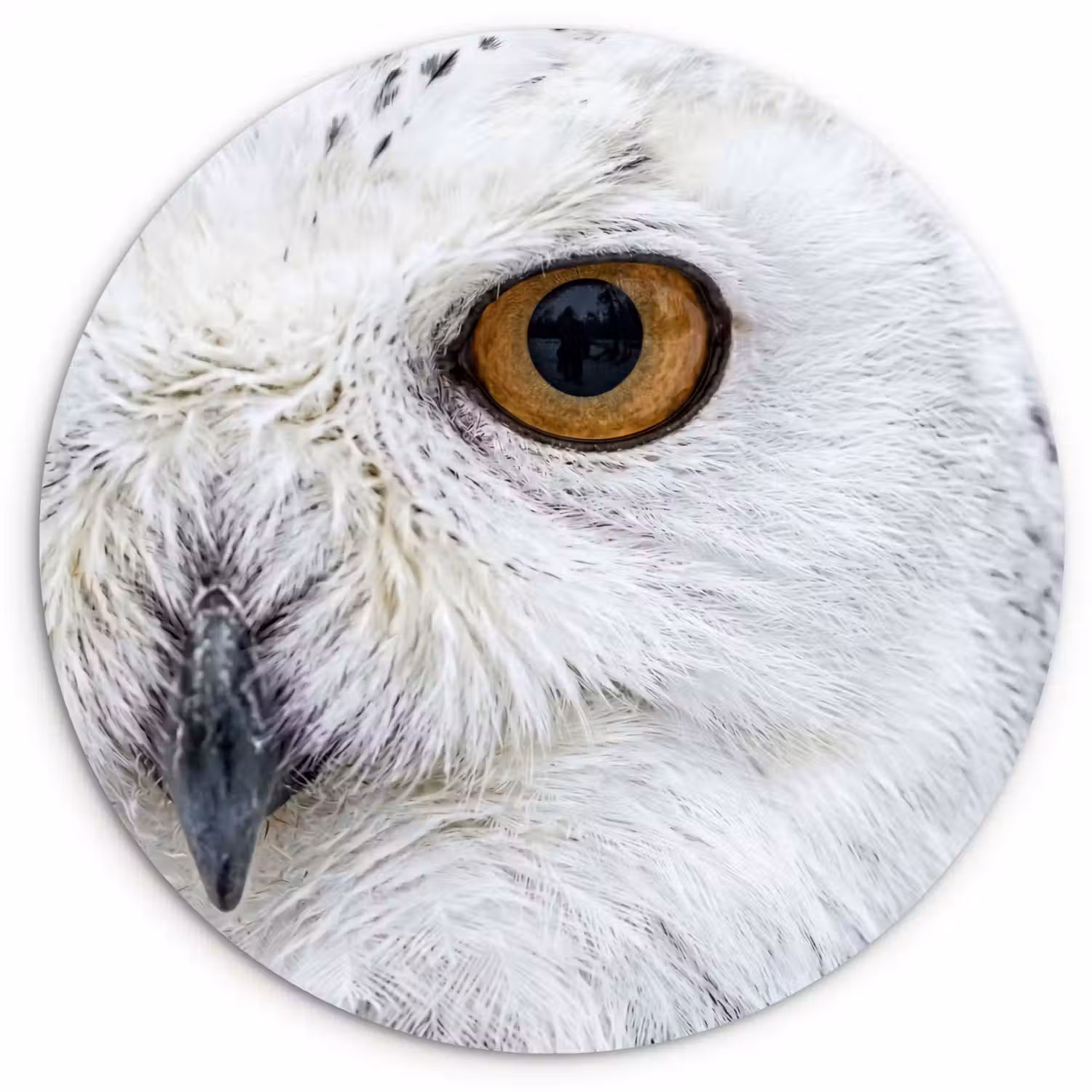 Sneeuwuil - Oog - Wildlife - Wit Wandcirkel kunststof plaat 5mm dik klein -3d