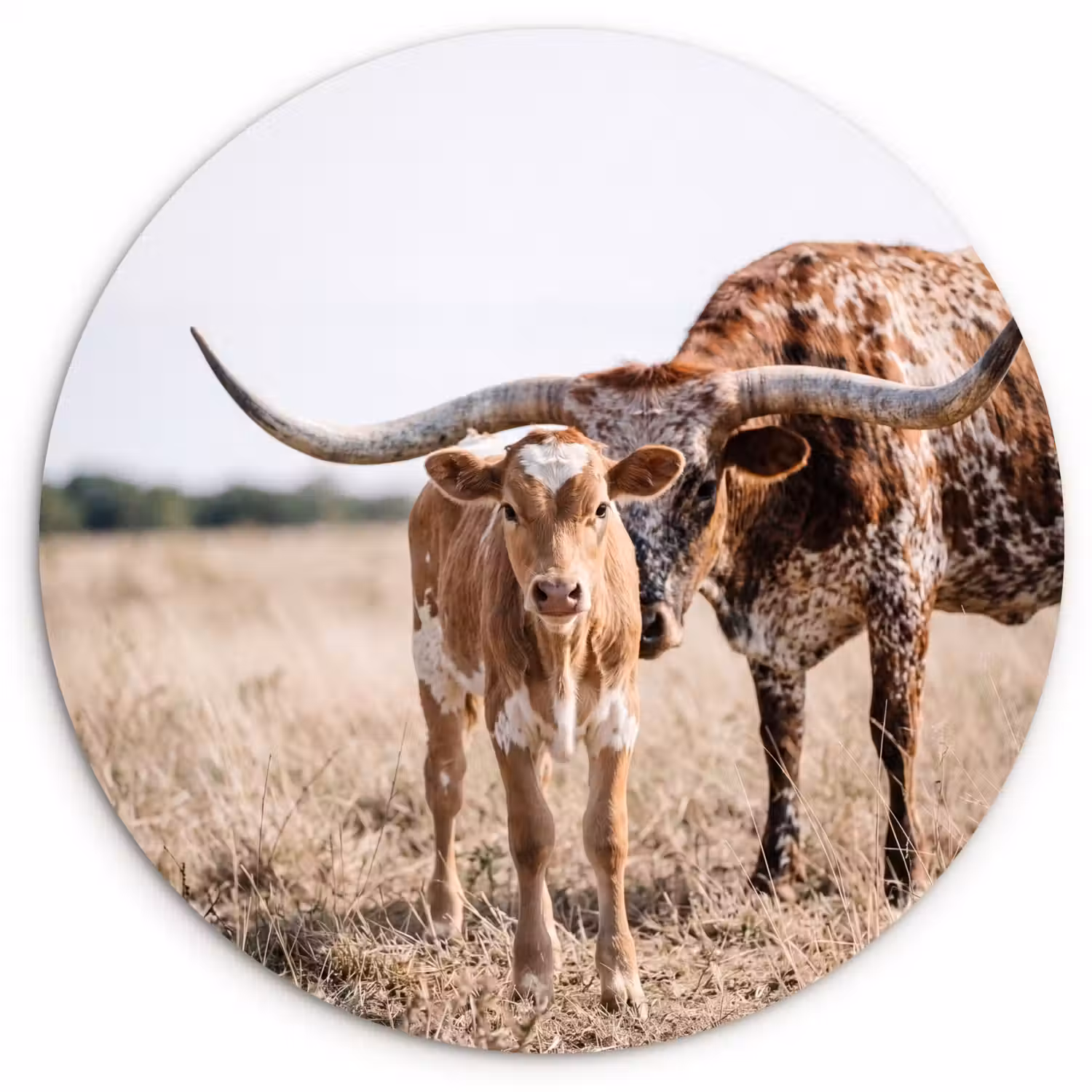 Texas Longhorn - Kalf - Weide - Dieren Wandcirkel kunststof plaat 5mm dik klein -3d