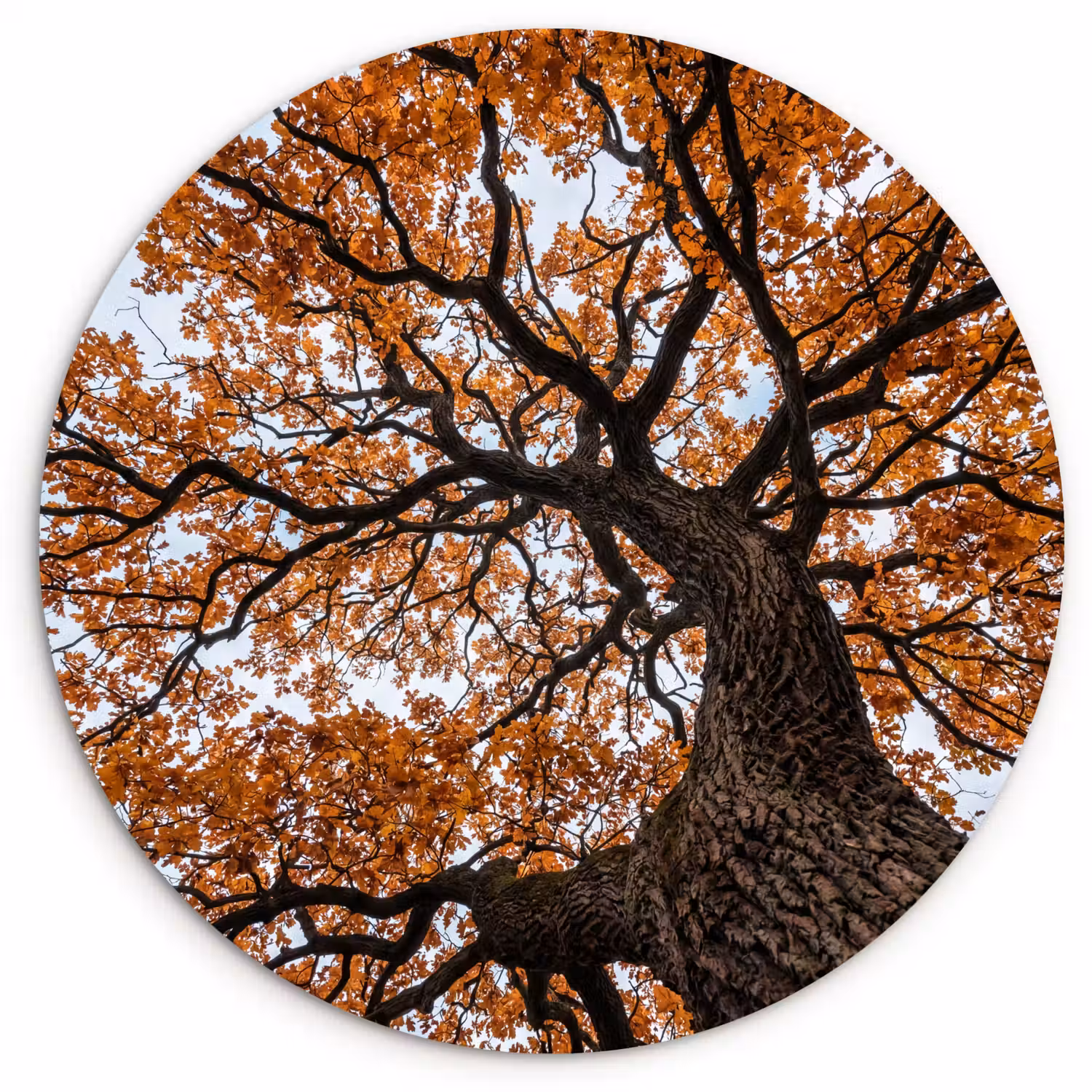 Boom - Bladerdak - Herfst - Oranje - Sfeervol Wandcirkel kunststof plaat 5mm dik klein -3d