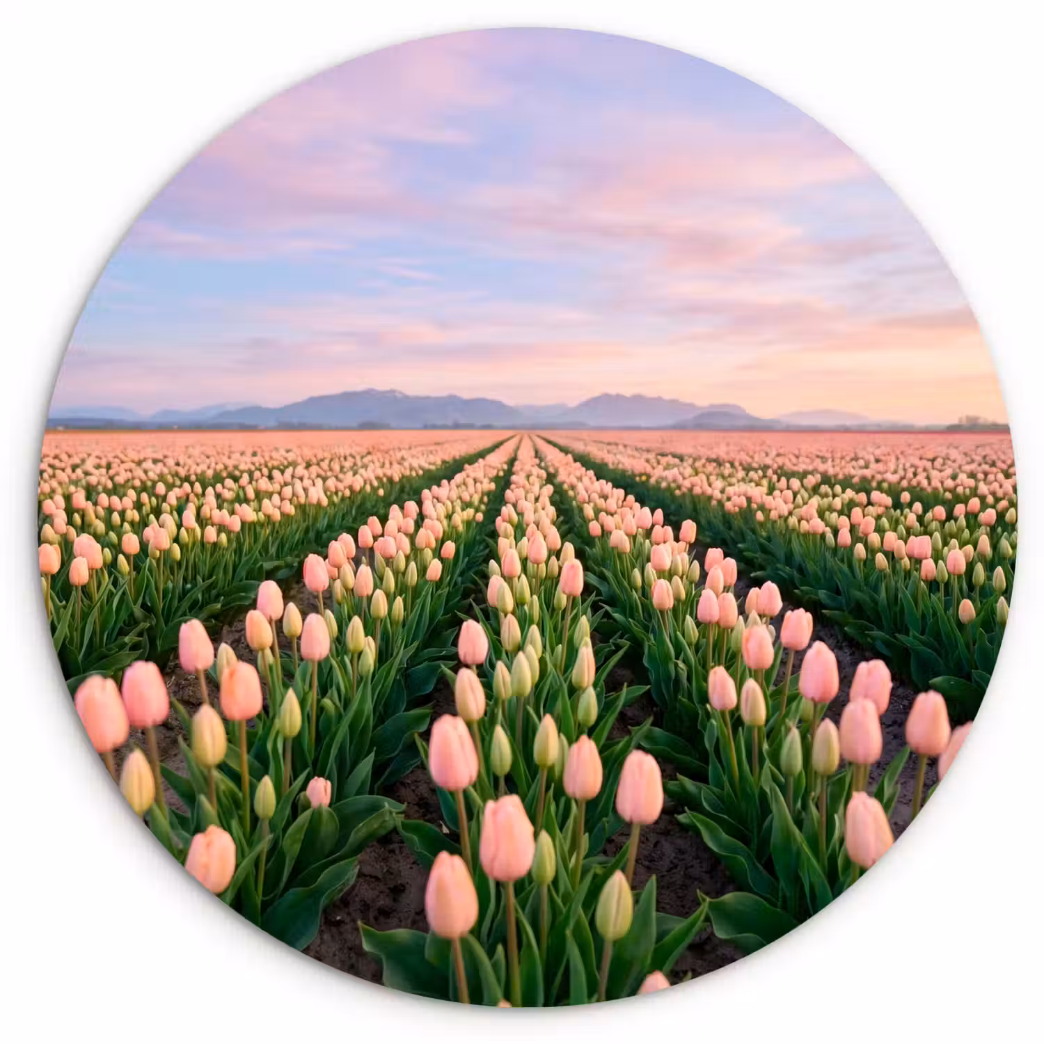 Tulpen - Landschap - Roze Wandcirkel kunststof plaat 5mm dik klein -3d