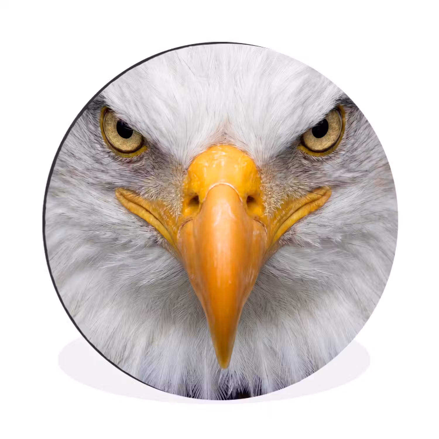 Amerikaans - Zeearend - Portret - Geel Wandcirkel aluminium klein -3d