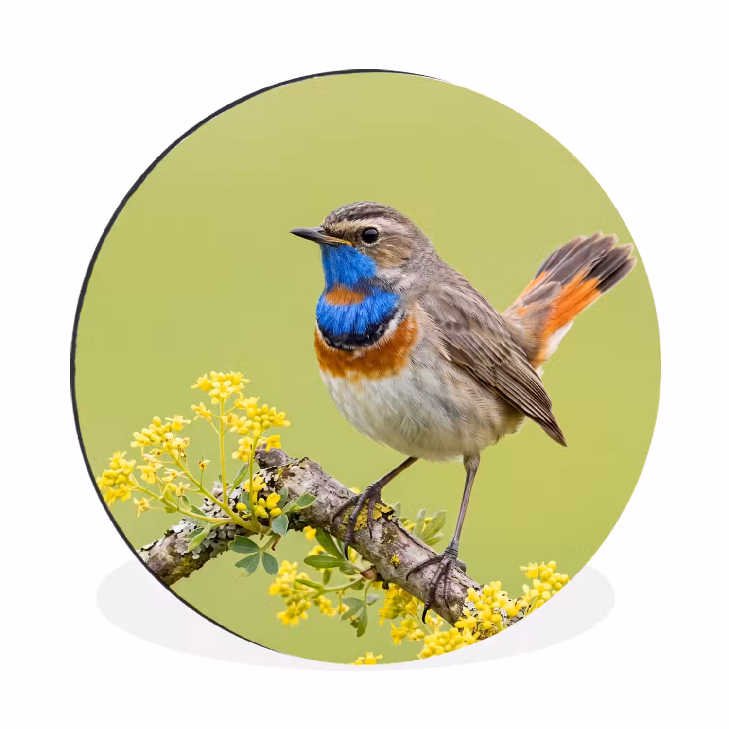Vogel - Tak - Natuur - Kleurrijk Wandcirkel aluminium klein -3d