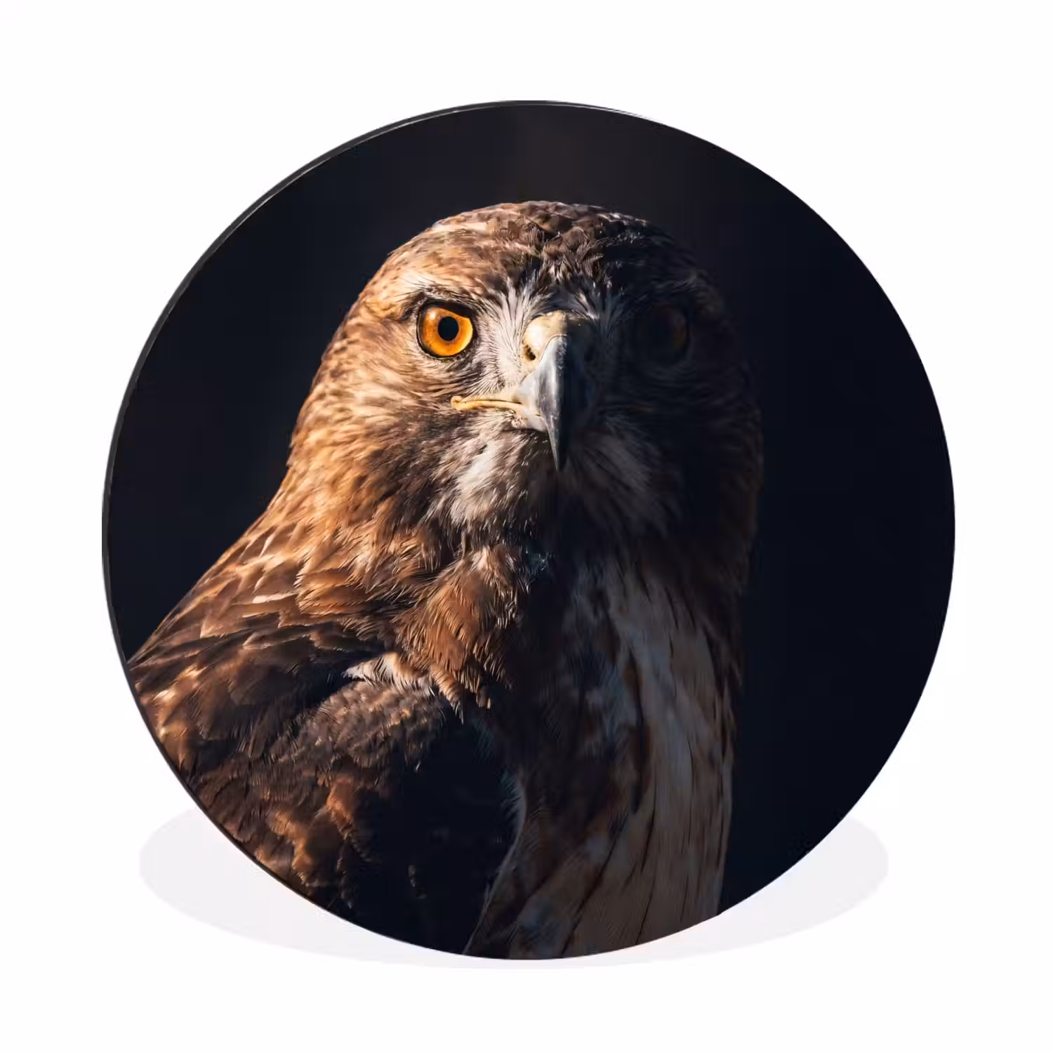 Roofvogel - Buizerd - Bruin Wandcirkel aluminium klein -3d