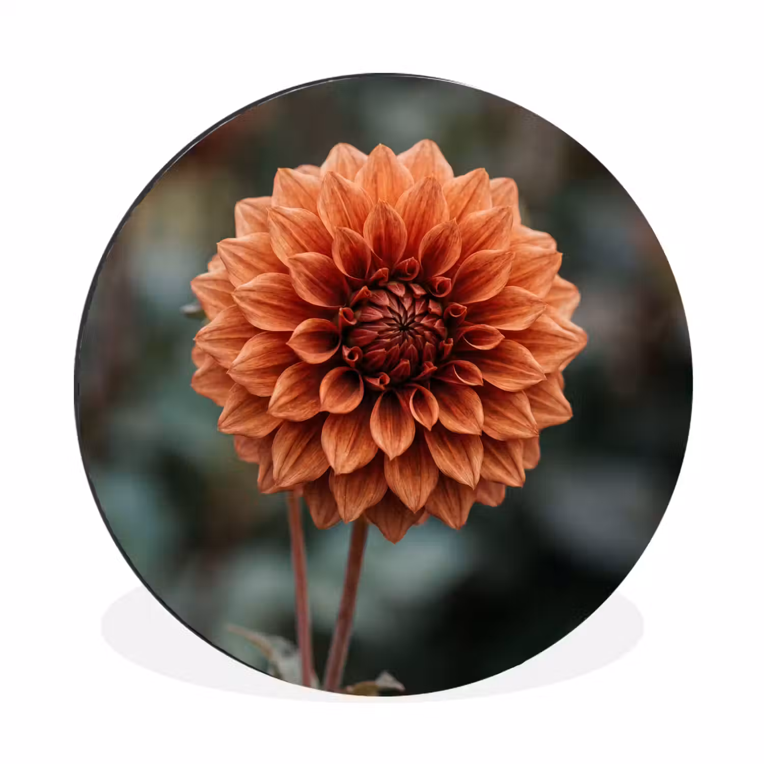 Dahlia - Bloem - Natuur - Sfeervol Wandcirkel aluminium klein -3d