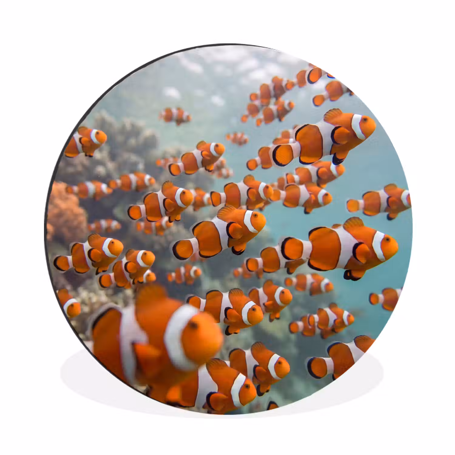 Vis - School - Onderwater - Dieren - Oranje Wandcirkel aluminium klein -3d