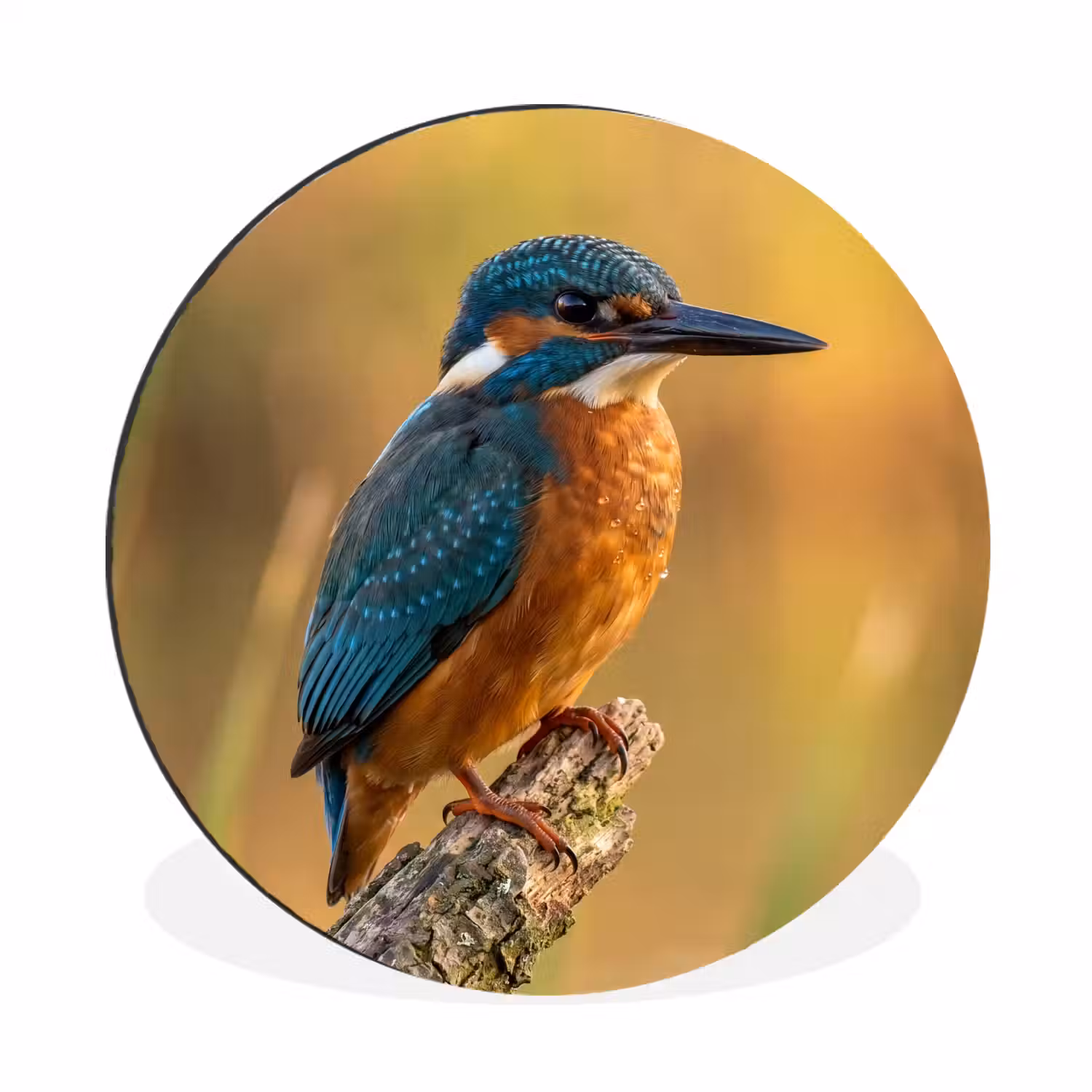 IJsvogel - Tak - Water - Kleurrijk - Levendig Wandcirkel aluminium klein -3d