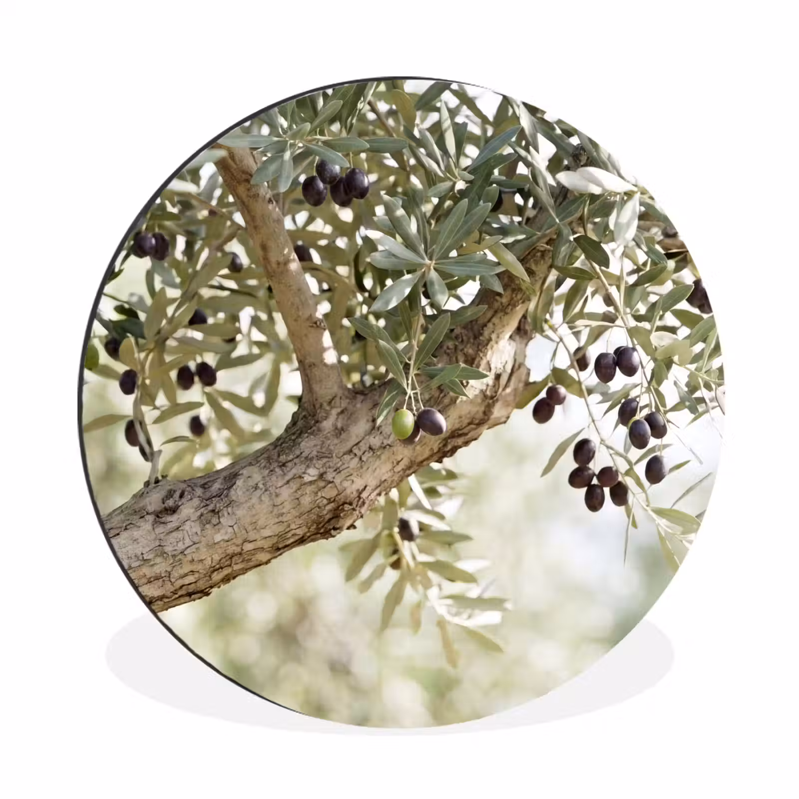 Wall circle - Aluminum - Olive tree - branch - green - Olijfboom - tak - groen Wandcirkel aluminium klein