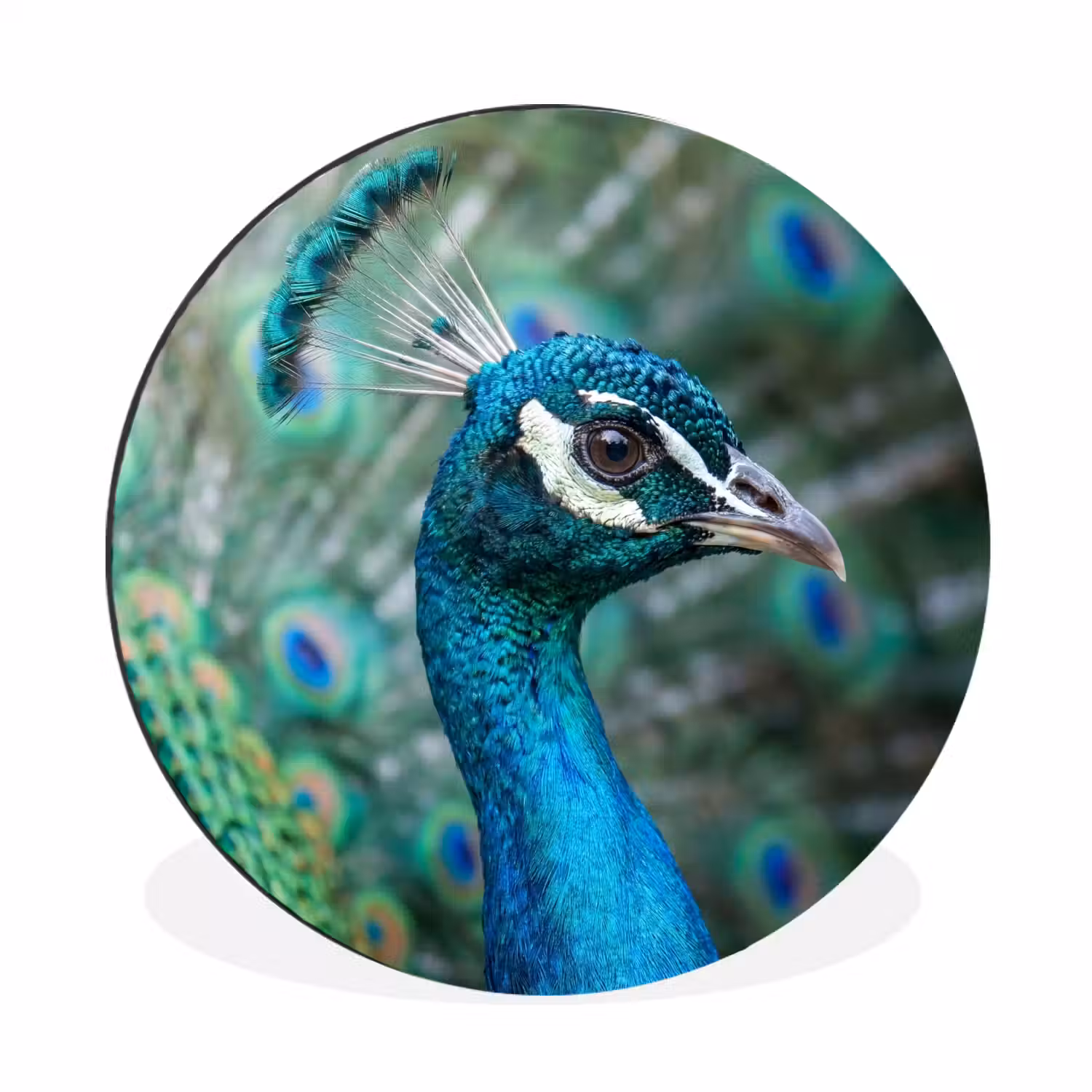 Pauw - Veren - Blauw Wandcirkel aluminium klein -3d
