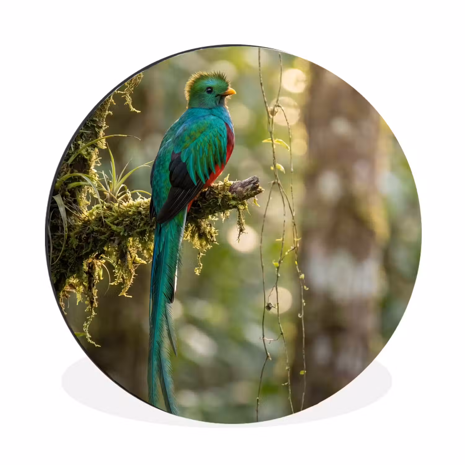 Quetzal - Jungle - Natuur - Groen Wandcirkel aluminium klein -3d