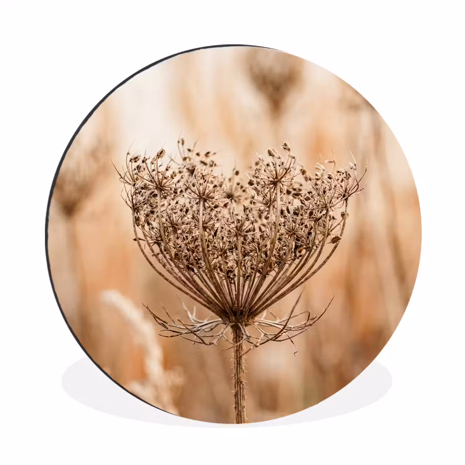 Schermbloem - Droogbloem - Winter - Beige - Minimalistisch Wandcirkel aluminium klein -3d