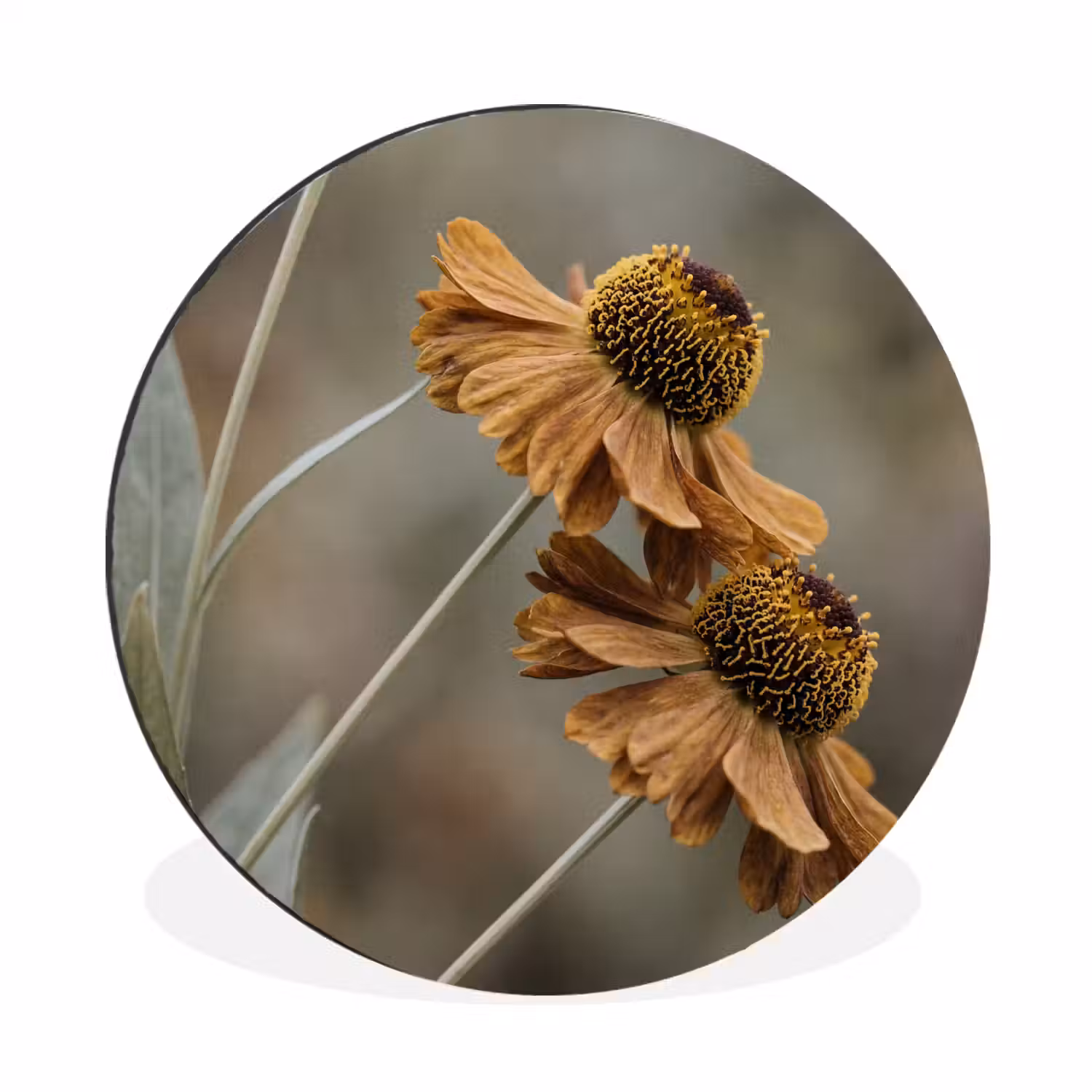 Zonnehoed - Droogbloemen - Geel - Warm Wandcirkel aluminium klein -3d