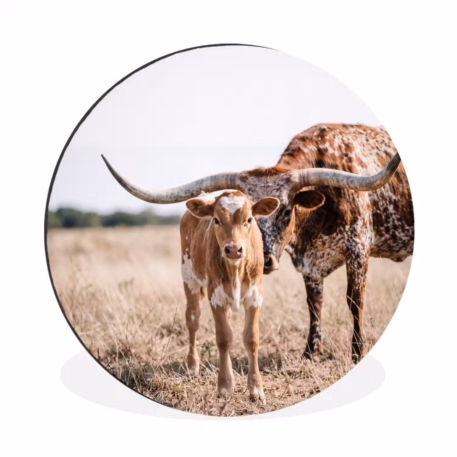 Texas Longhorn - Kalf - Weide - Dieren Wandcirkel aluminium klein -3d