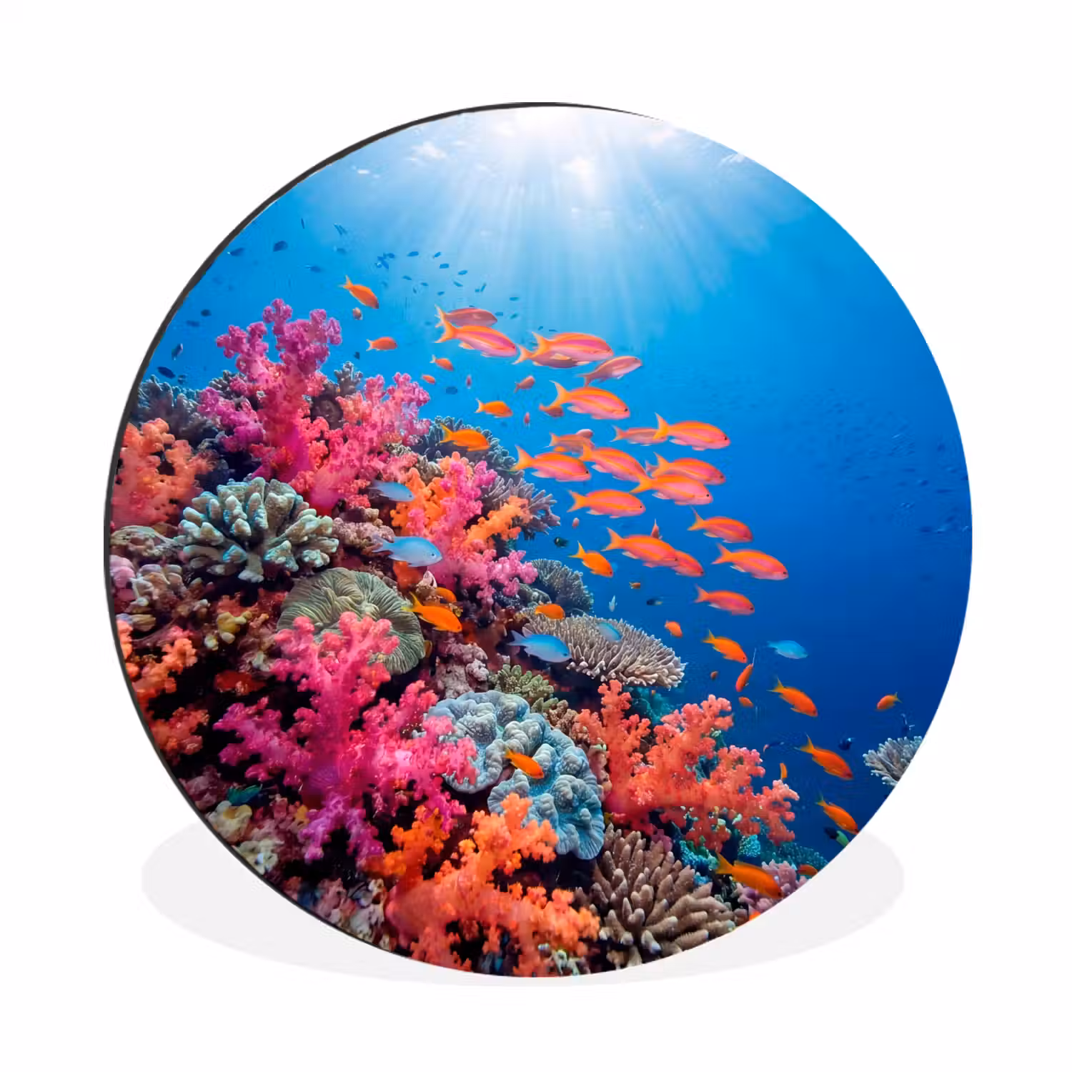 Onderwater - Koraalrif - Vissen - Oceaan - Natuur Wandcirkel aluminium klein -3d