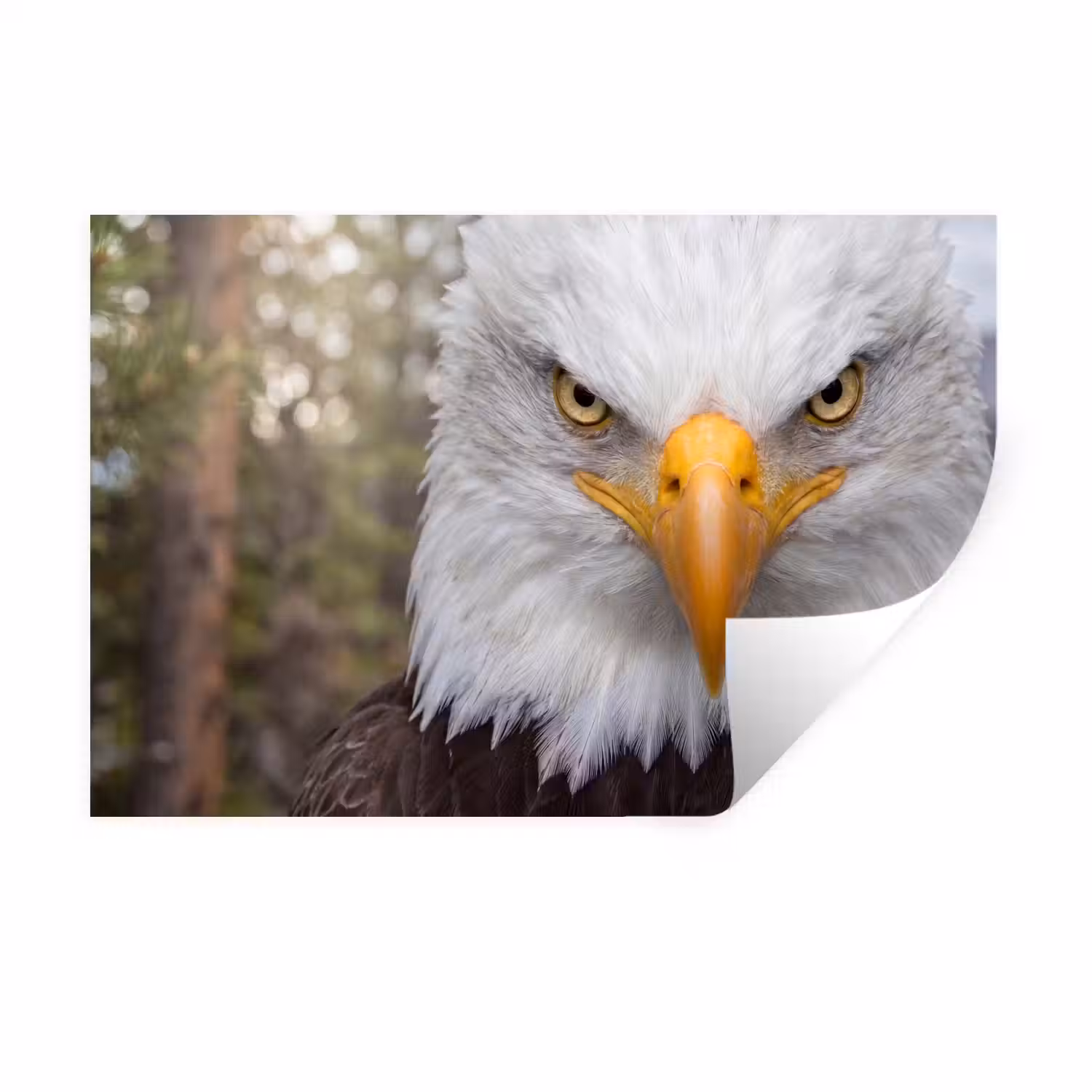 Amerikaans - Zeearend - Portret - Geel Muursticker klein -3d