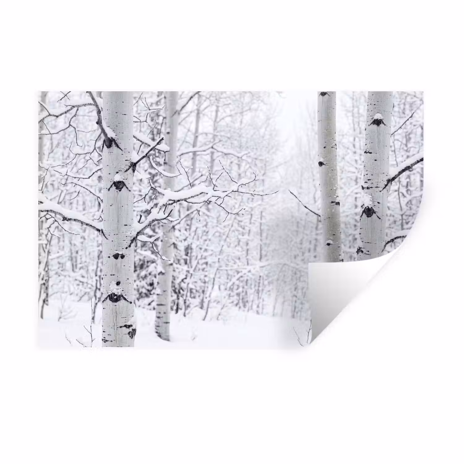 Berkenbomen - Sneeuw - Winter - Bos - Wit Muursticker klein -3d