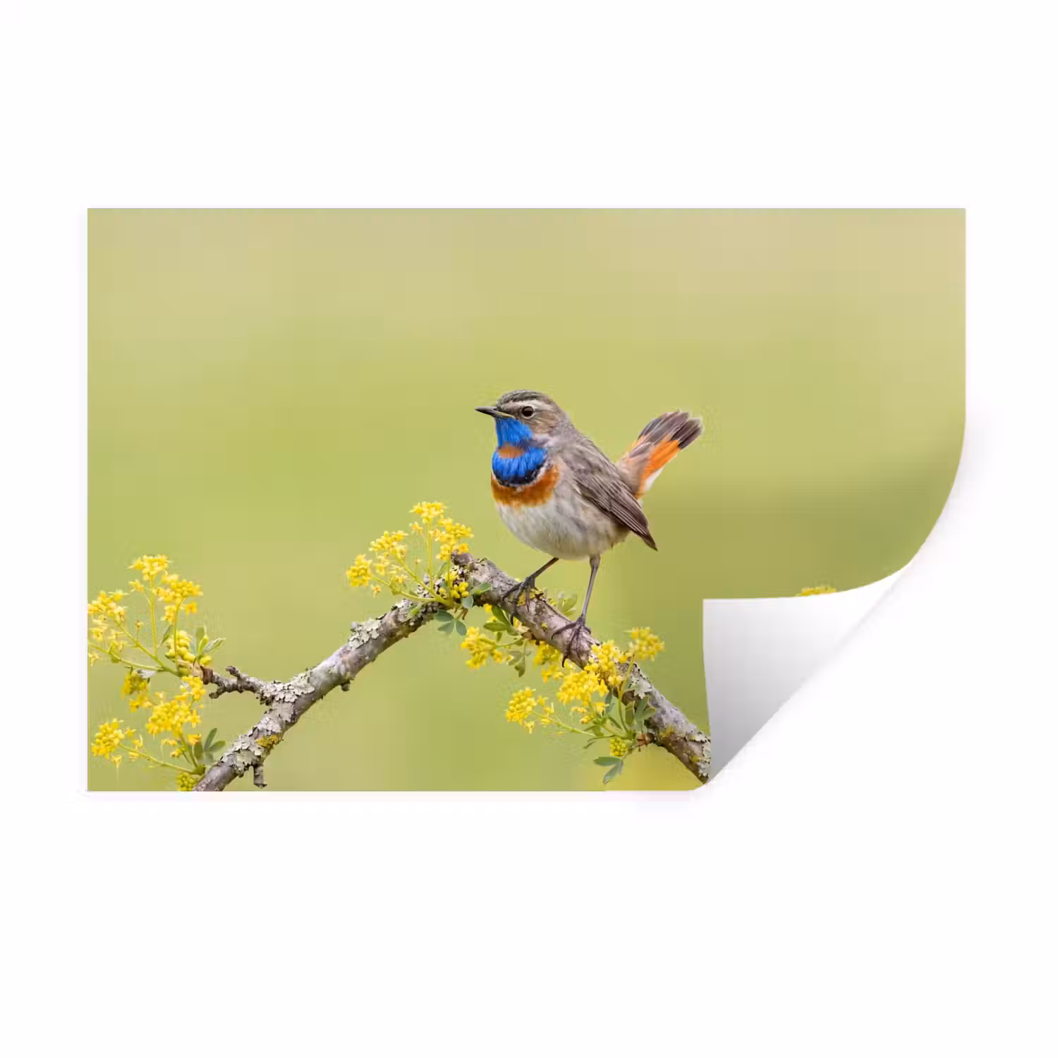 Vogel - Tak - Natuur - Kleurrijk Muursticker klein -3d