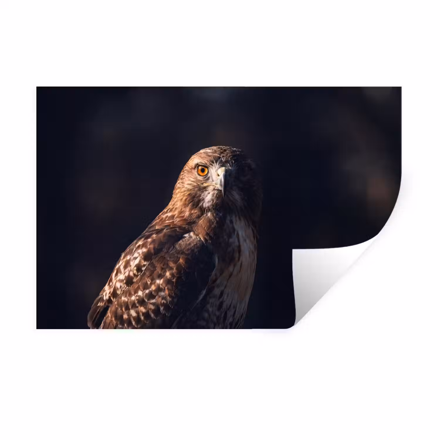 Roofvogel - Buizerd - Bruin Muursticker klein -3d