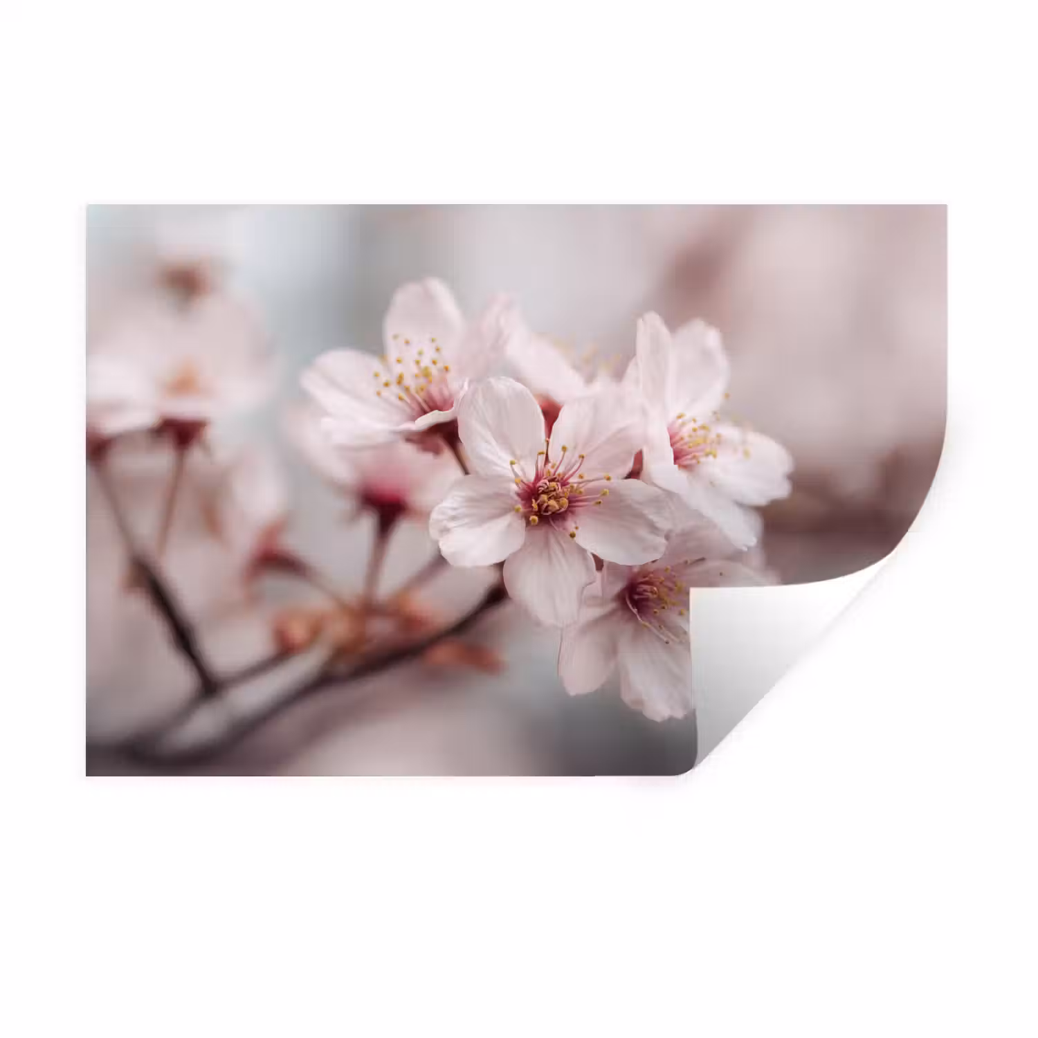 Bloesems - Meeldraden - Geel - Wazig Muursticker klein -3d