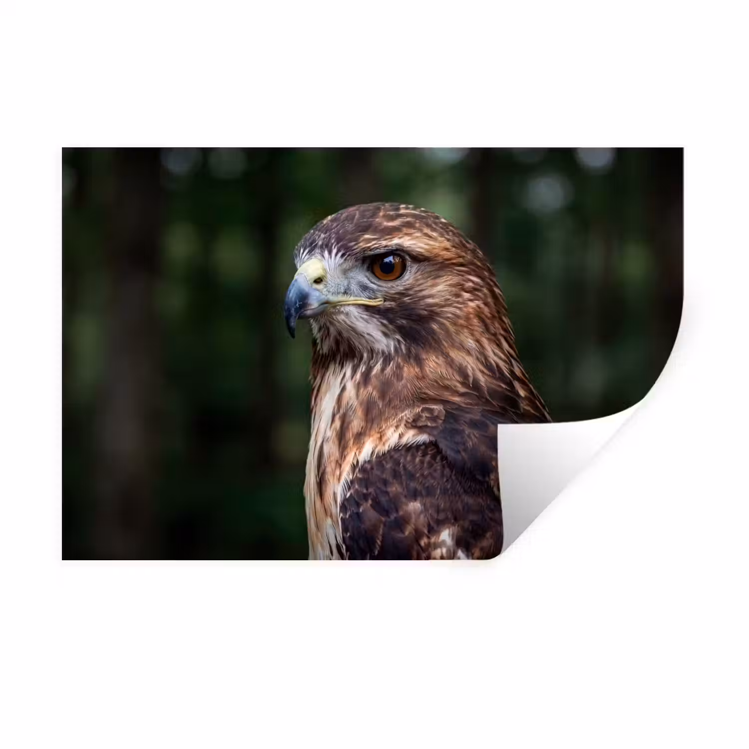 Buizerd - Roofvogel - Natuur - Bruin Muursticker klein -3d