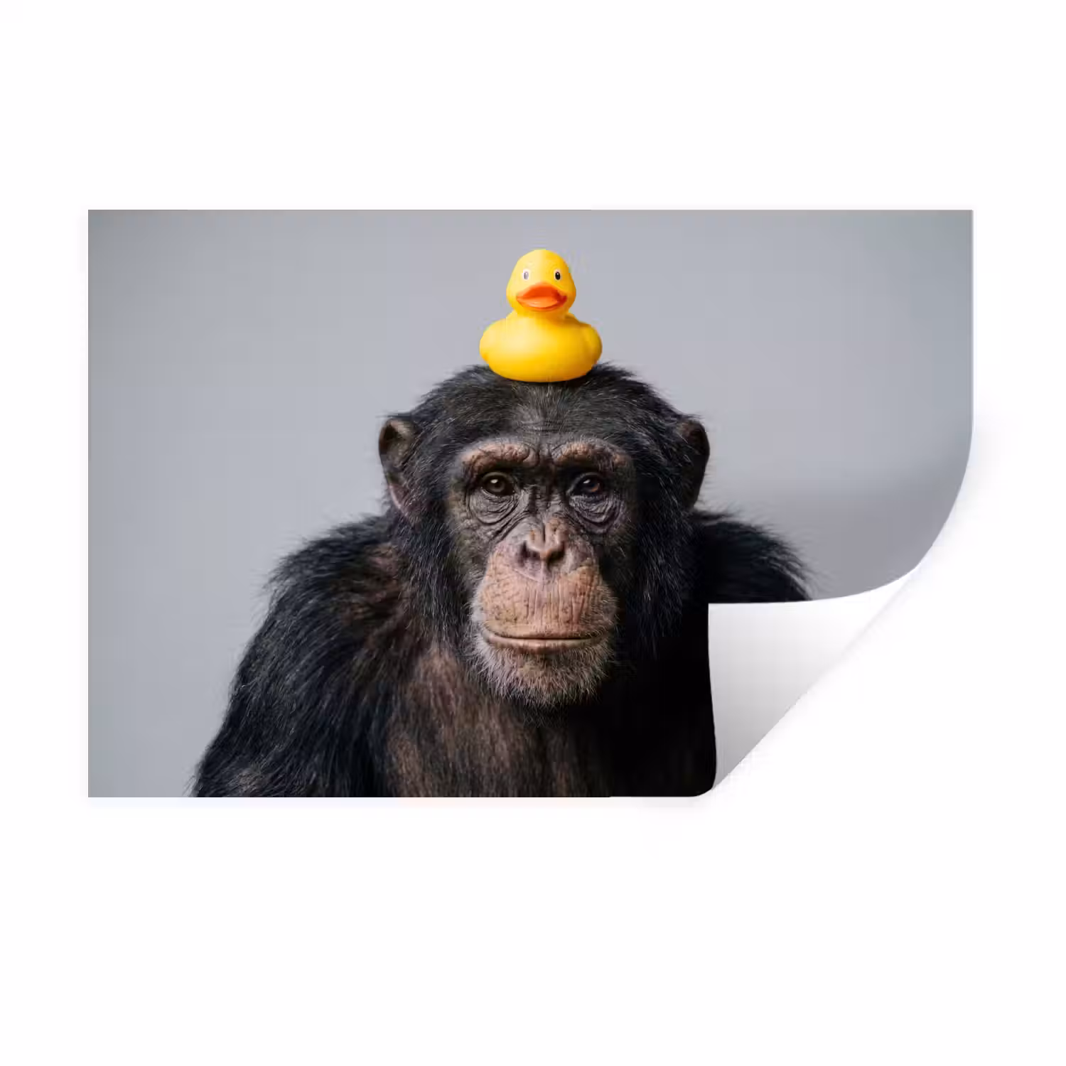 Chimpansee - Badeend - Grijs Muursticker klein -3d