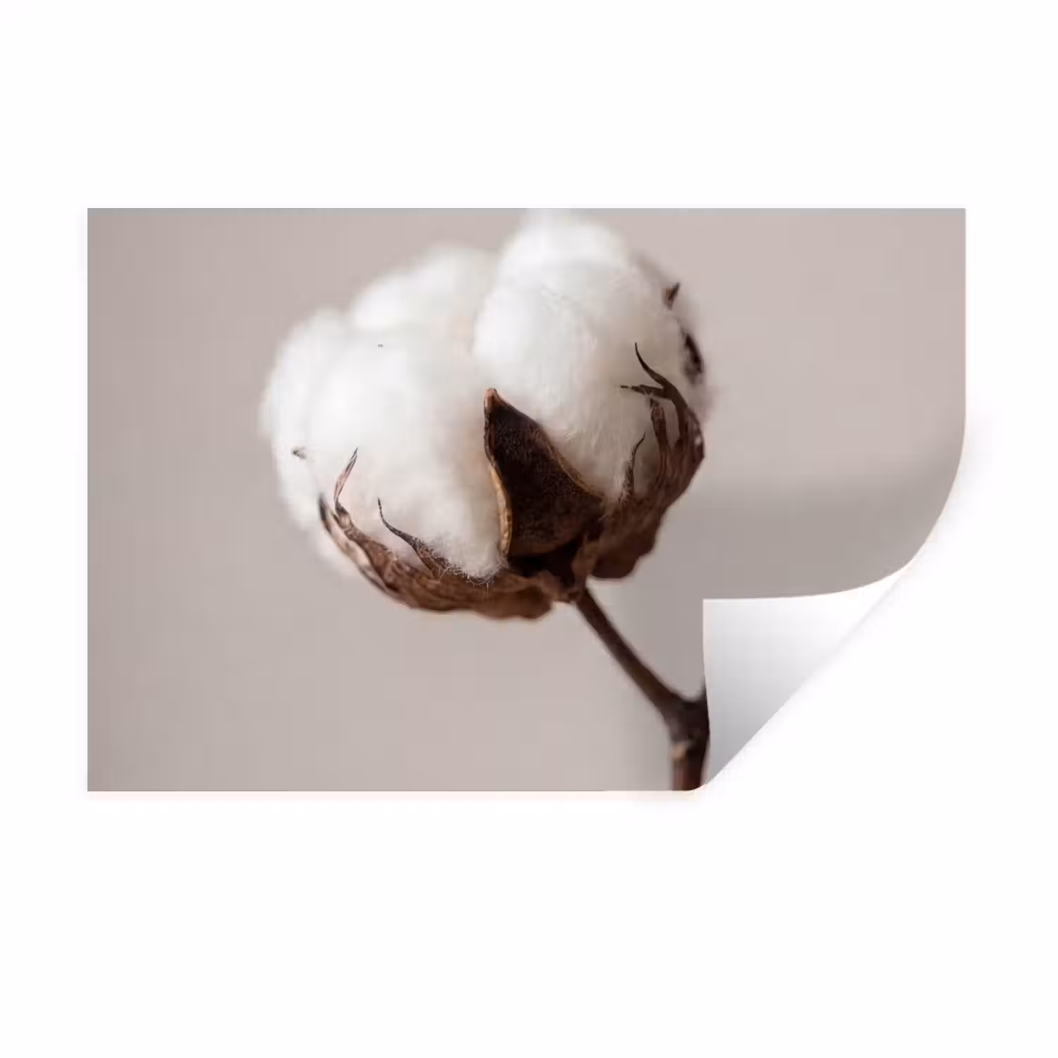 Katoenbol - Minimalistisch - Wit Muursticker klein -3d