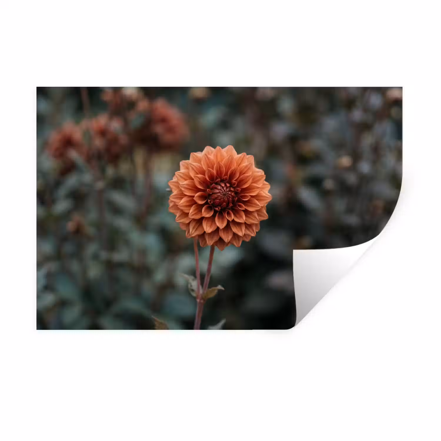 Dahlia - Bloem - Natuur - Sfeervol Muursticker klein -3d