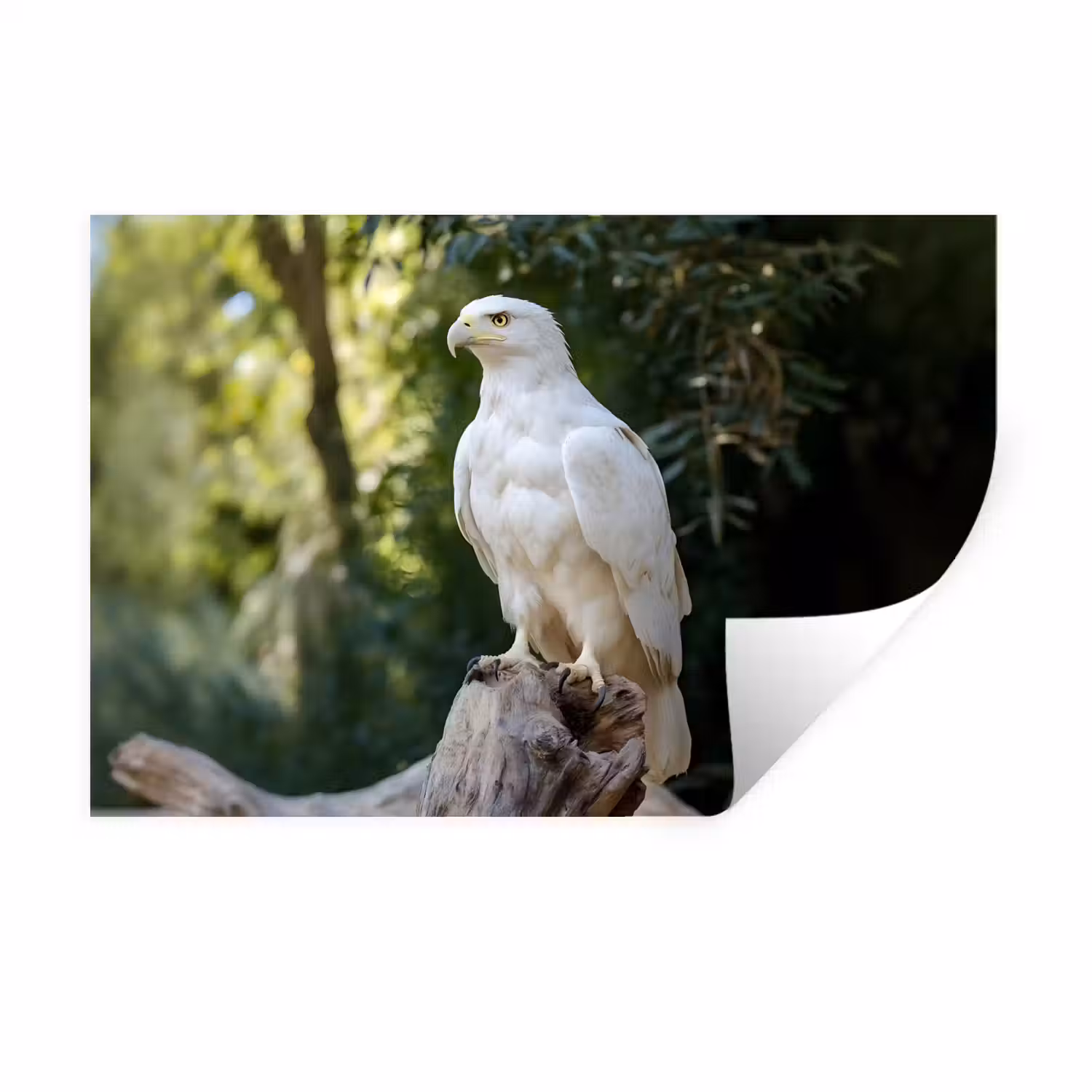 Arend - Hout - Wit - Planten Muursticker klein -3d