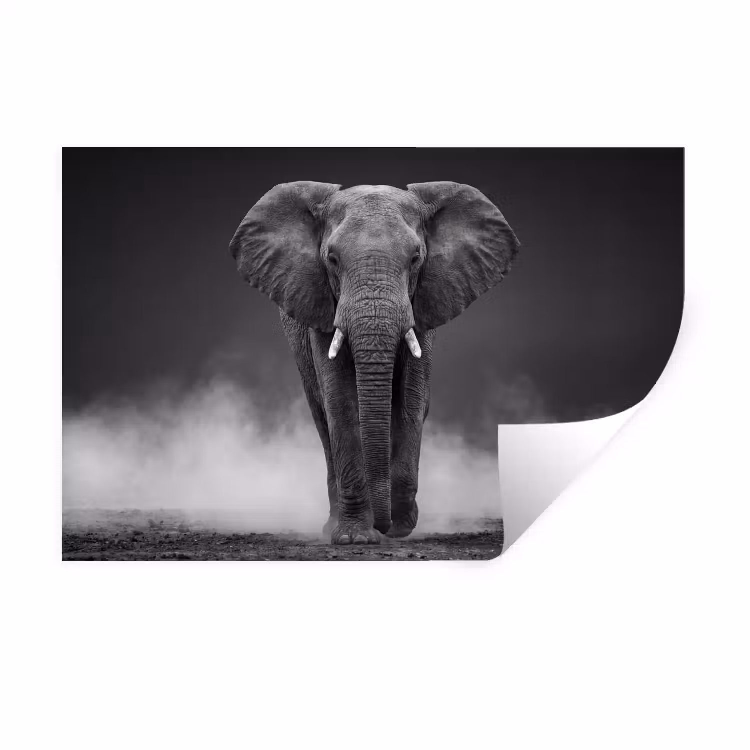 Olifant - Zwart - Wit - Rook Muursticker klein -3d