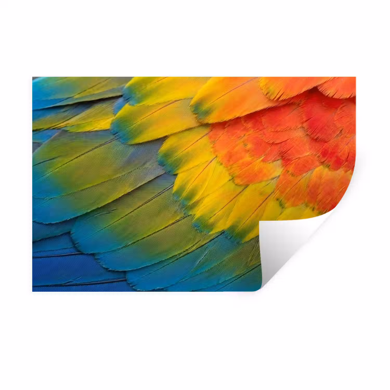 Veren - Ara - Kleurrijk Muursticker klein -3d