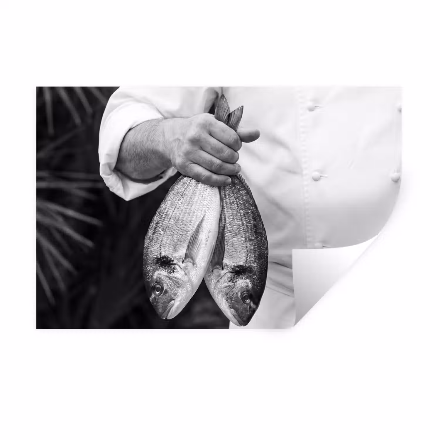 Vissen - Chef - Zwart - Wit Muursticker klein -3d