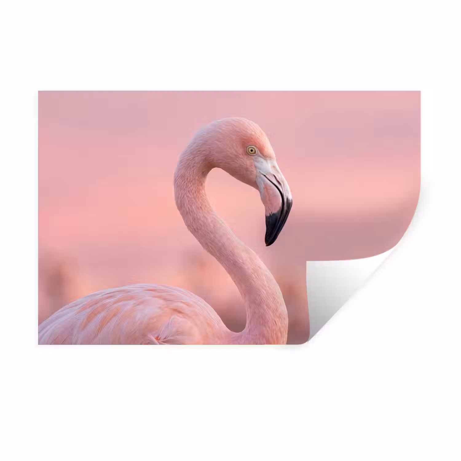 Flamingo - Portret - Roze Muursticker klein -3d