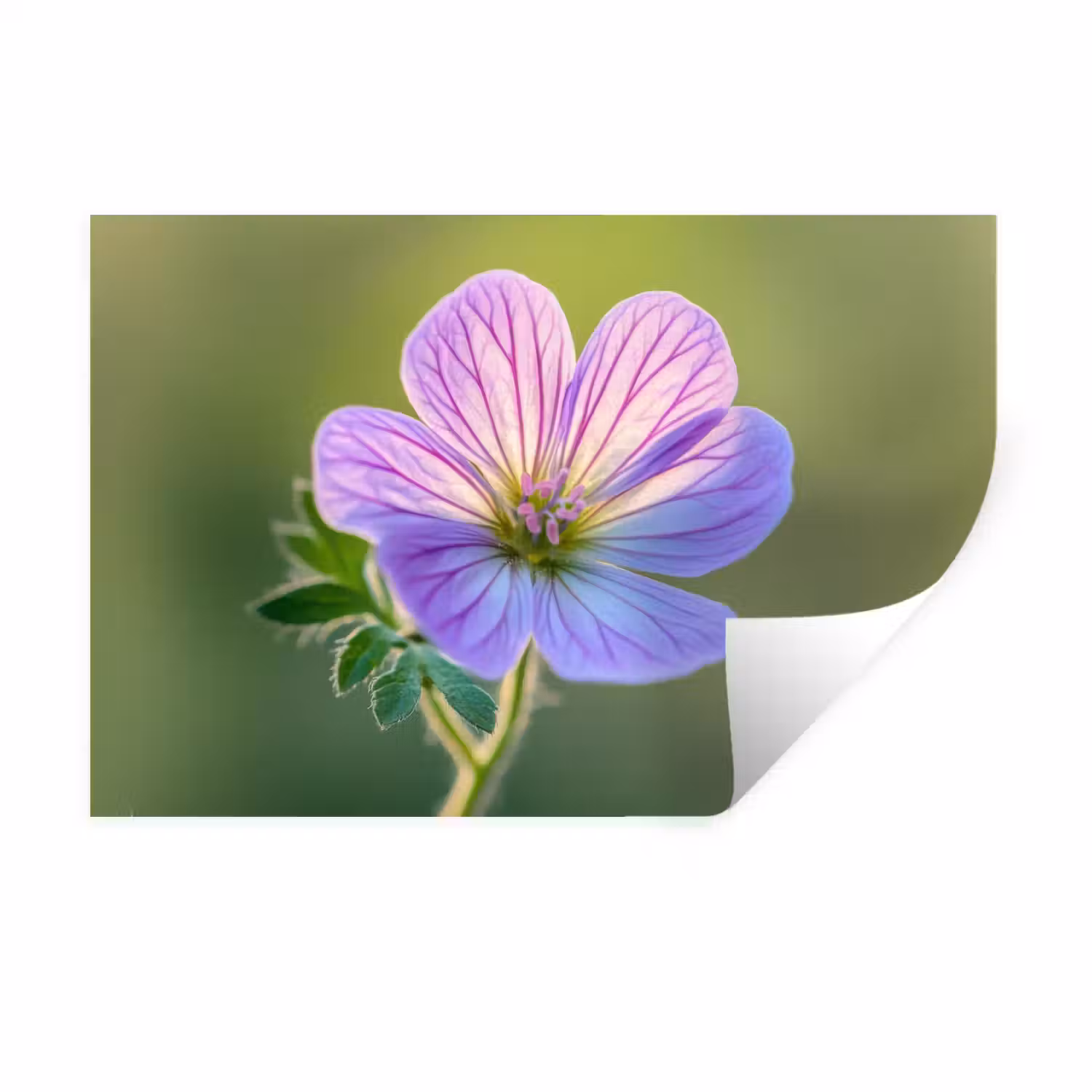 Bloem - Close up - Paars Muursticker klein -3d