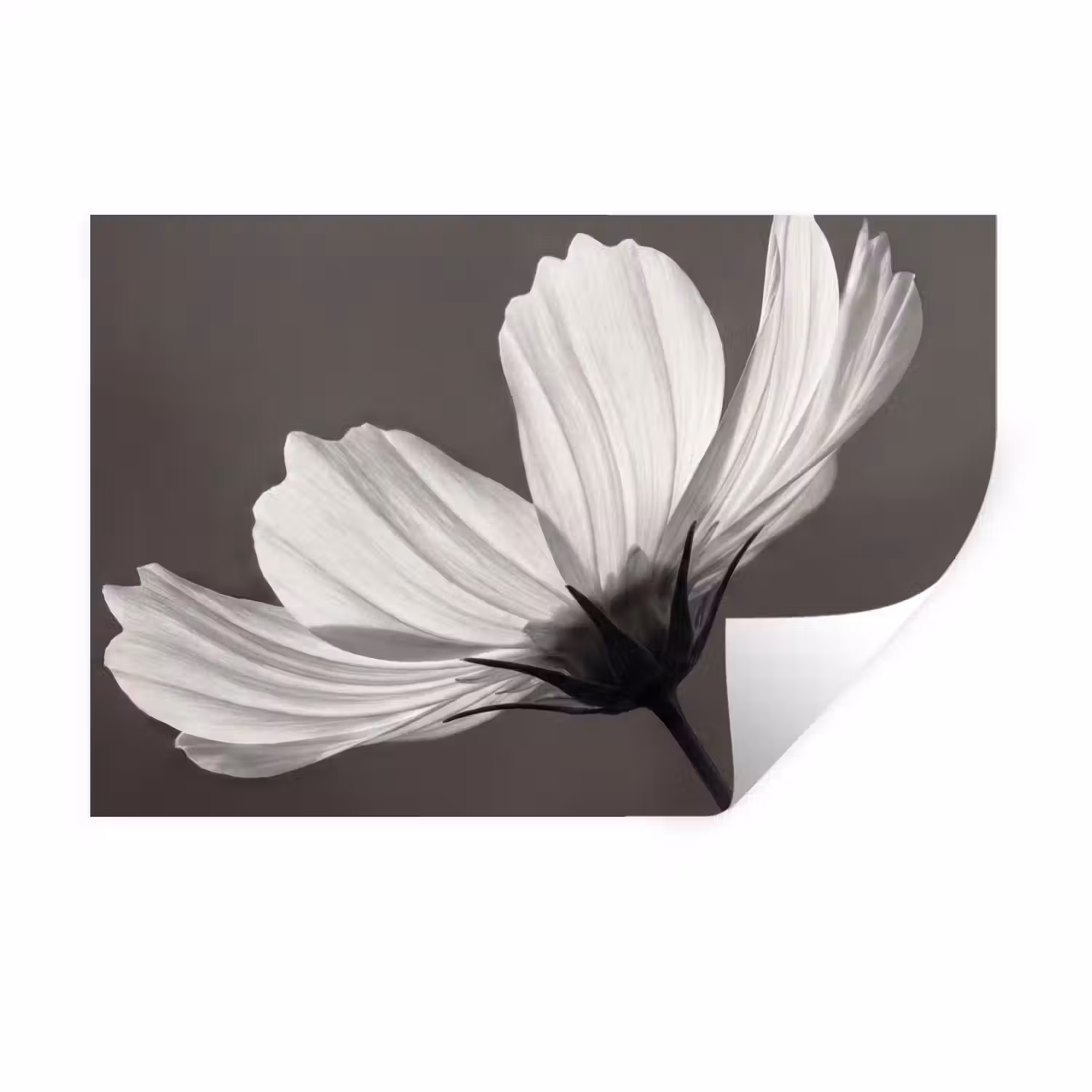 Bloem - Minimalistisch - Zwart - Wit Muursticker klein -3d