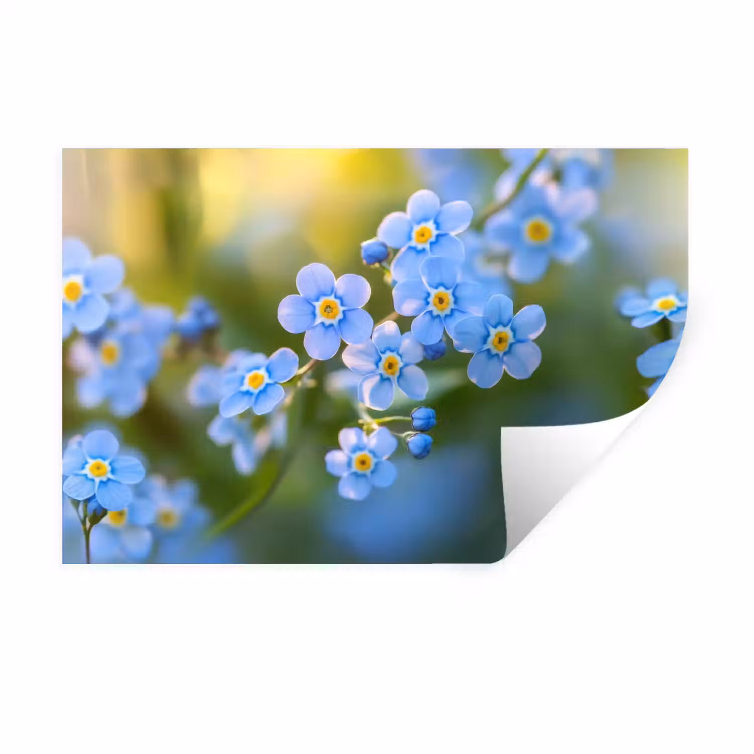 Bloemetjes - Blauw - Vergeet mij nietjes Muursticker klein -3d