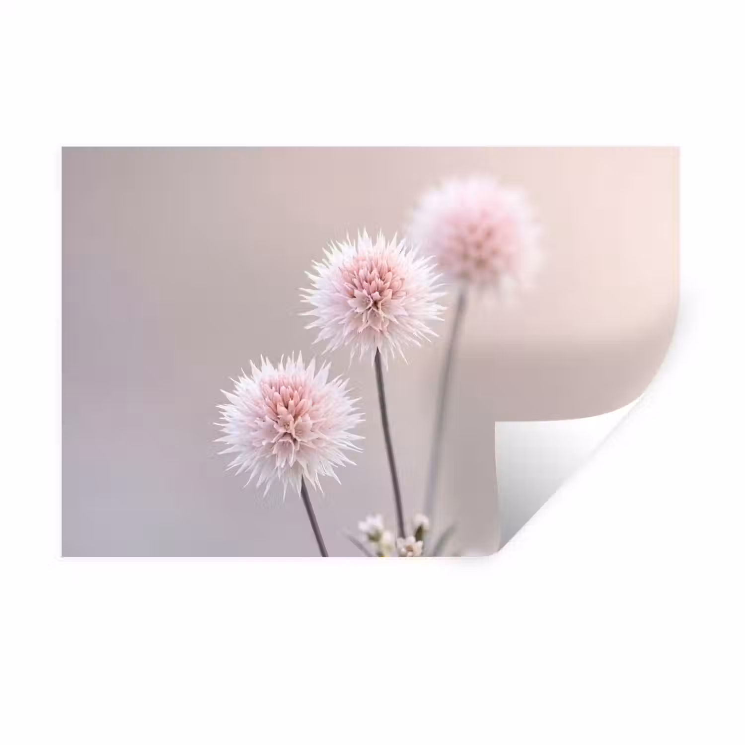 Bloemen - Bollen - Roze Muursticker klein -3d