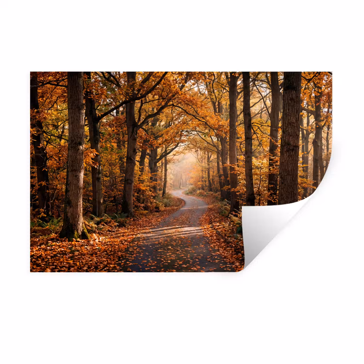 Bospad - Herfstbos - Bladeren - Oranje - Nostalgisch Muursticker klein -3d