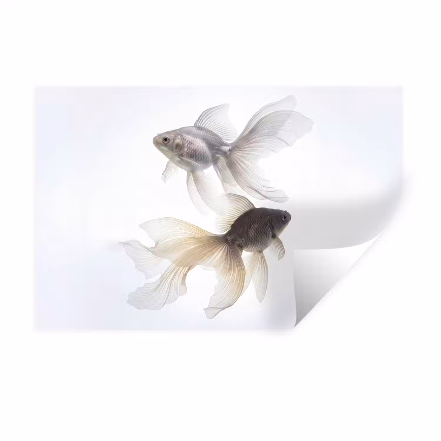 Goudvissen - Modern - Wit Muursticker klein -3d