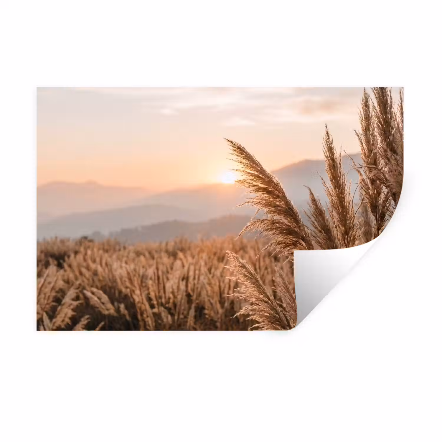 Gras - Veld - Zon - Natuur Muursticker klein -3d