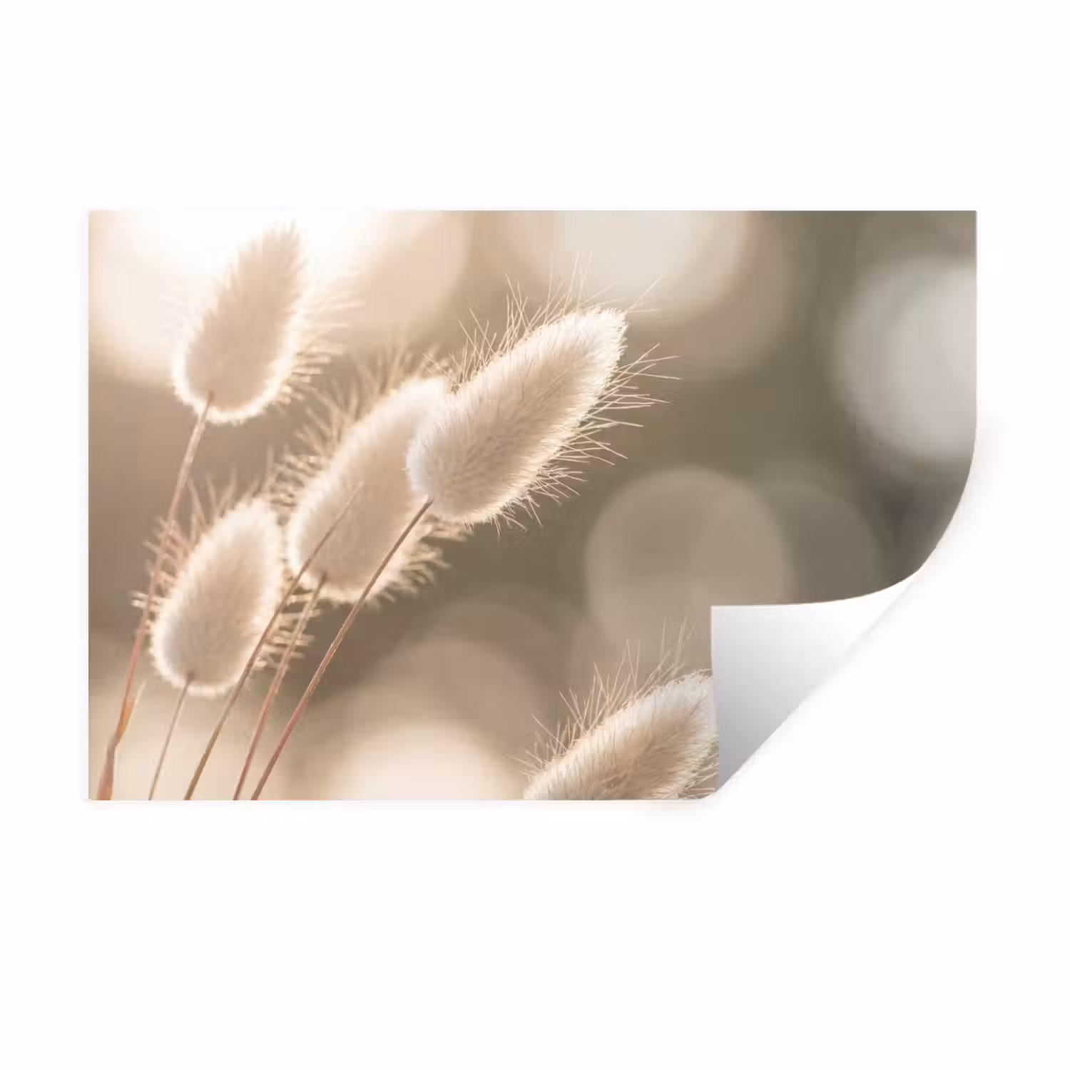 Hazestaartgras - Wit - Zonlicht Muursticker klein -3d