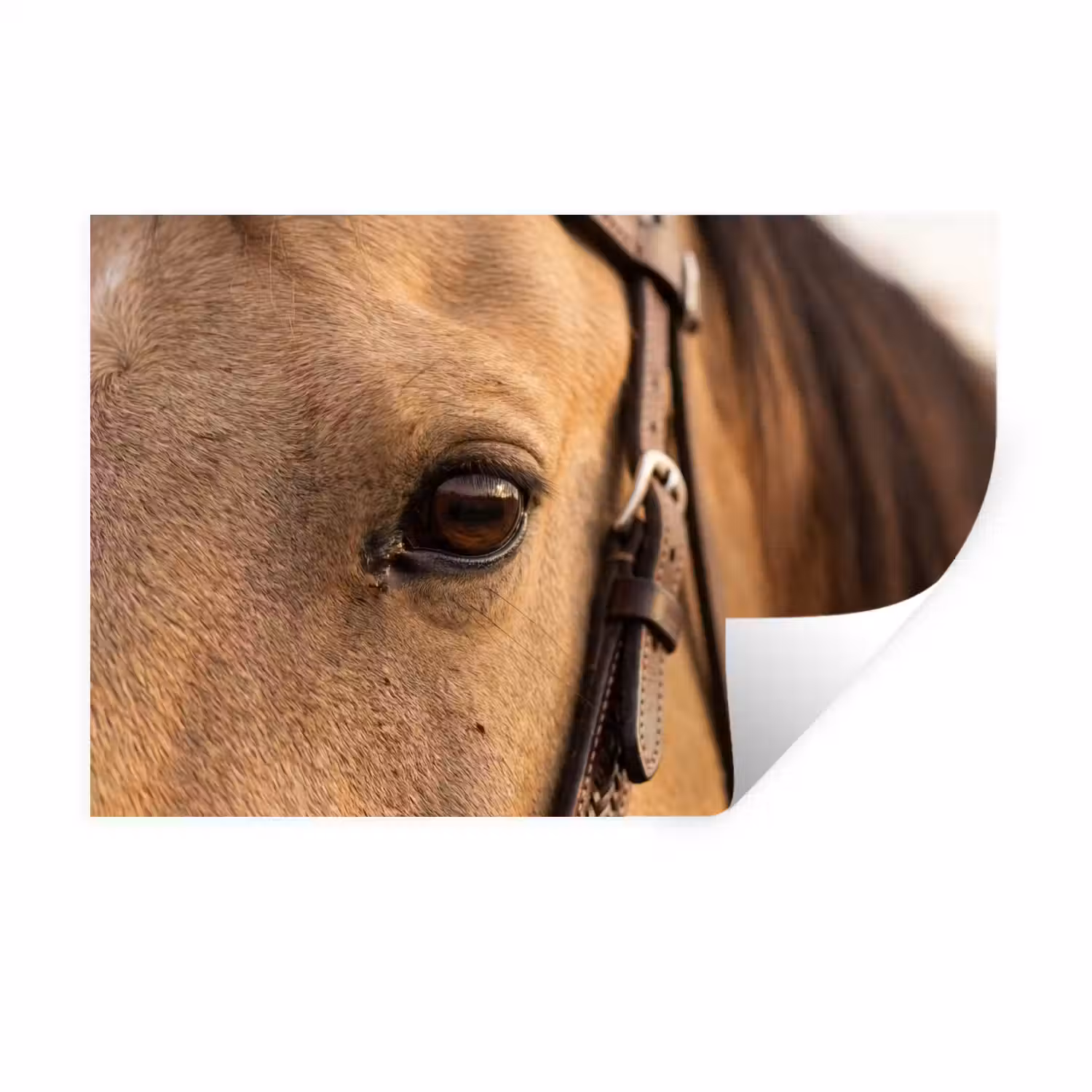 Paard - Oog - Bruin Muursticker klein -3d