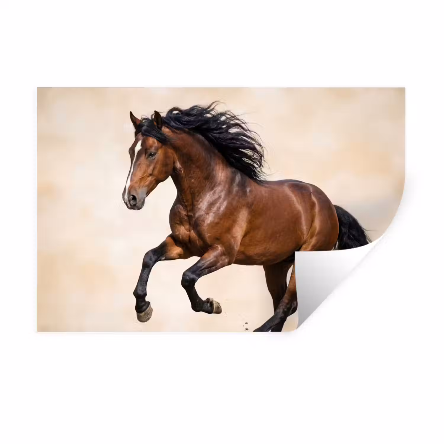 Paard - Galop - Energie Muursticker klein -3d