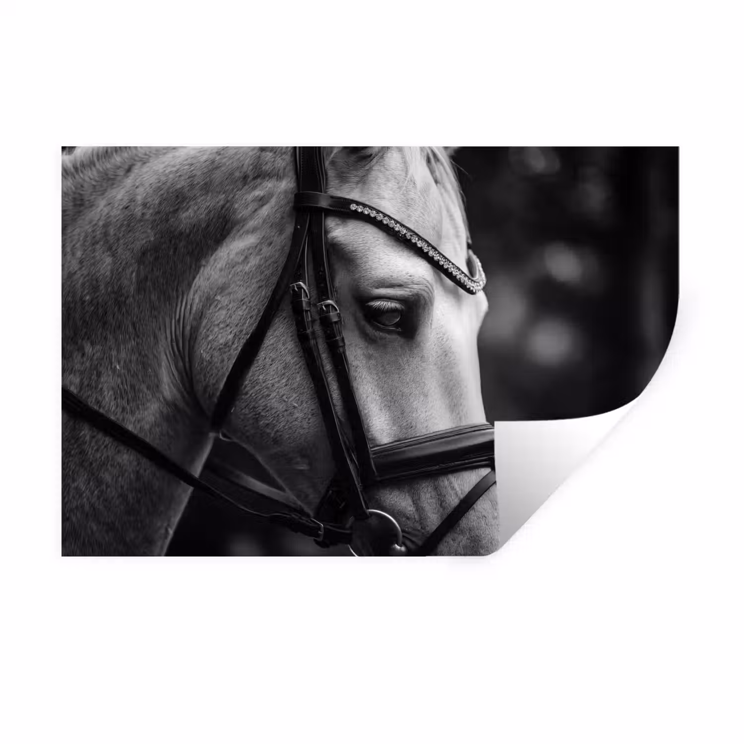 Paard - Schimmel - Portret Muursticker klein -3d