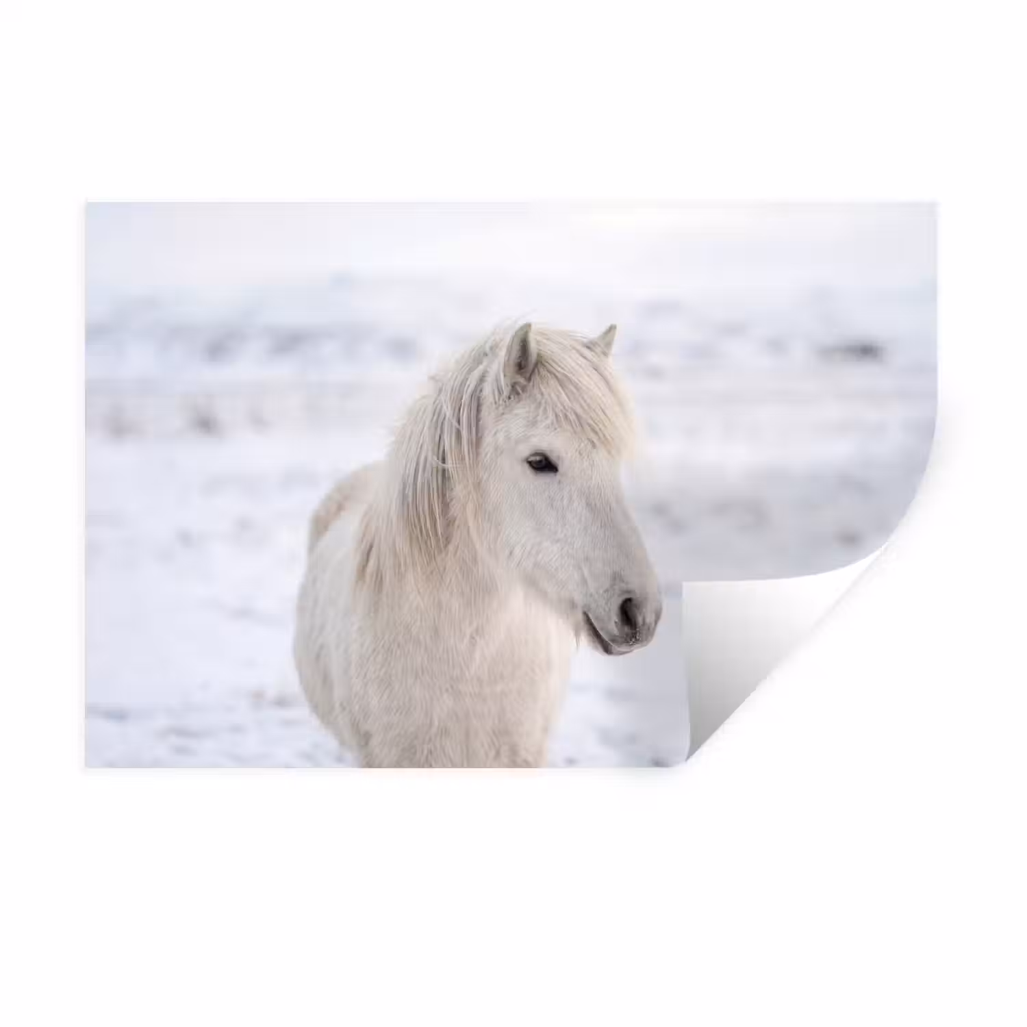 Paard - Kop - Winter - Dieren - Wit Muursticker klein -3d