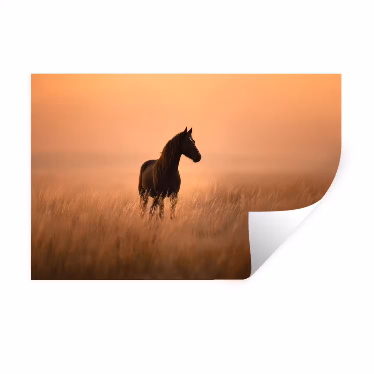 Paard - Grasveld - Zonsondergang Muursticker klein -3d