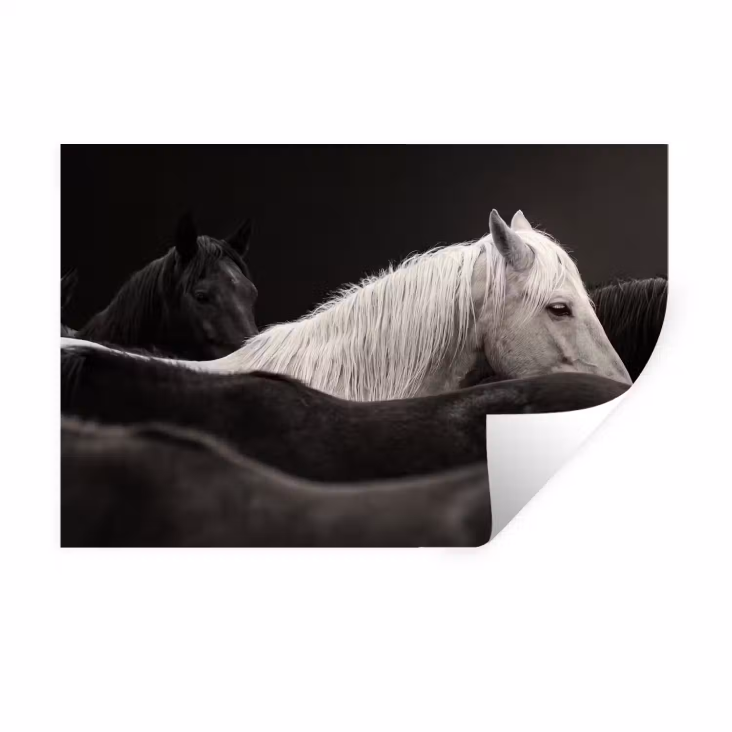 Paarden - Zwart - Wit - Kudde Muursticker klein -3d