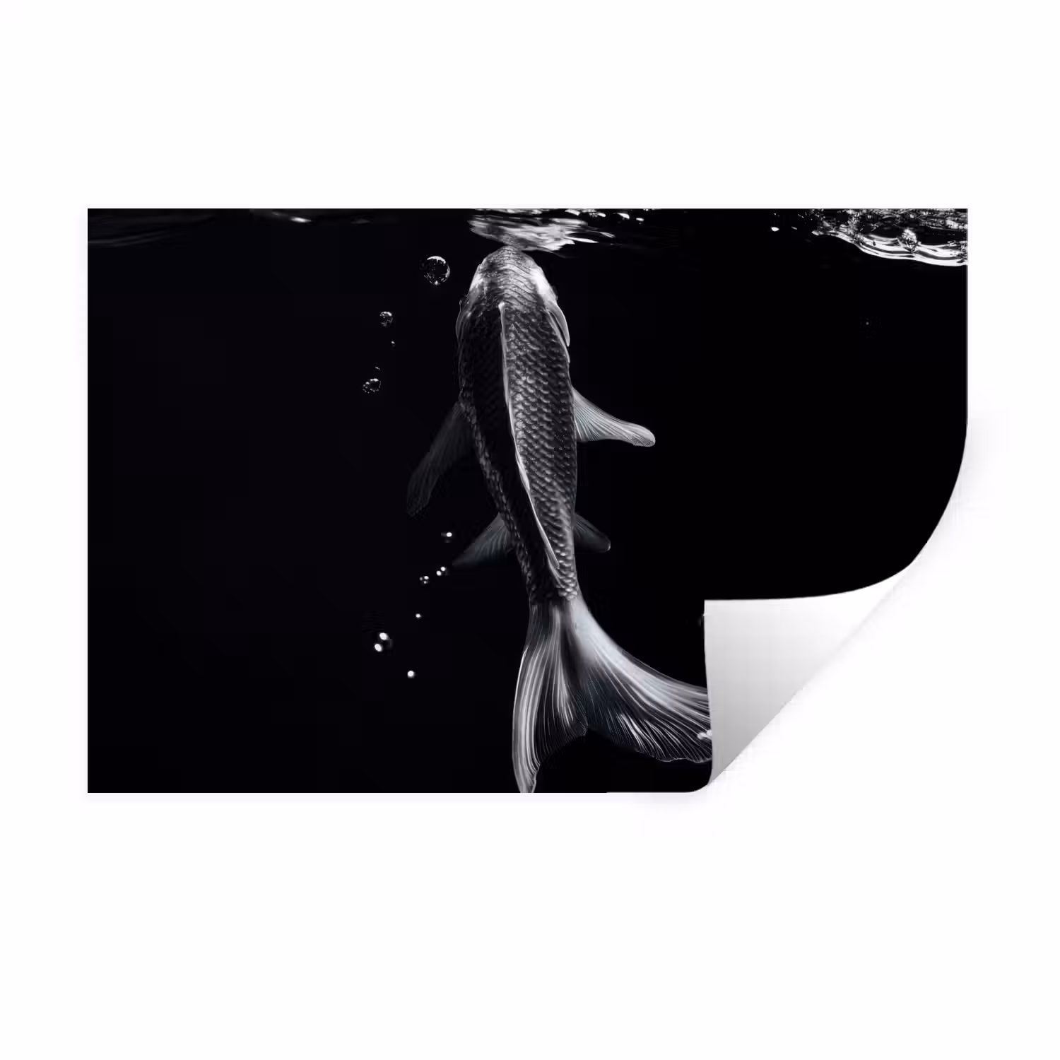 Koi - Vissen - Water - Zwart Muursticker klein -3d
