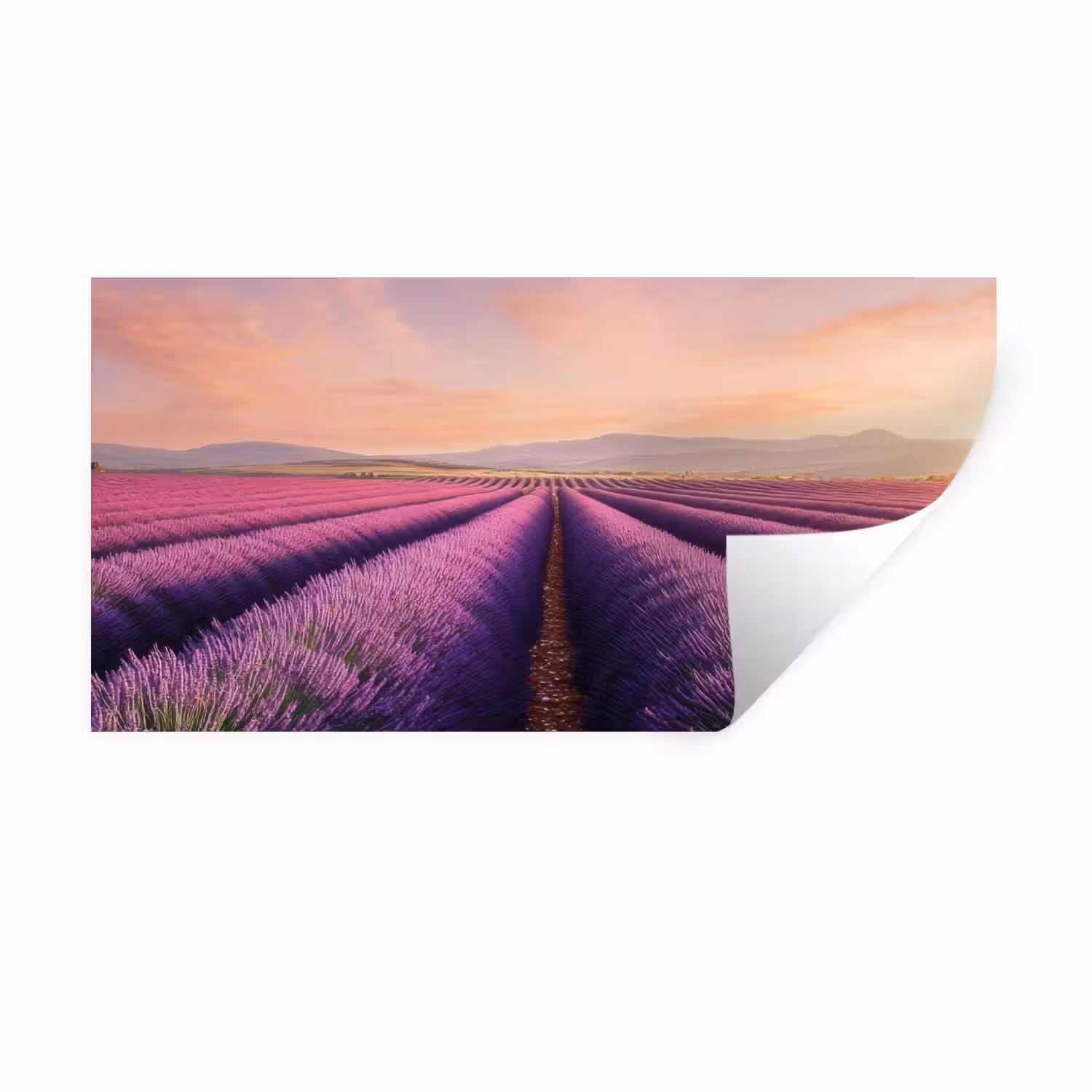Lavendelveld - Zonsondergang - Paars - Bloemen Muursticker klein -3d
