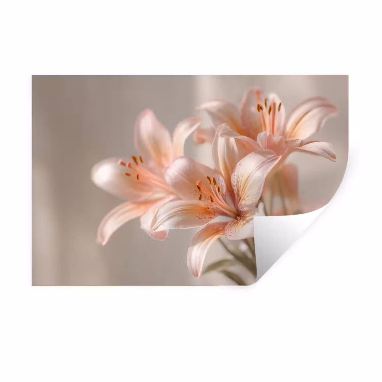 Lelies - Meeldraden - Roze - Wazig Muursticker klein -3d